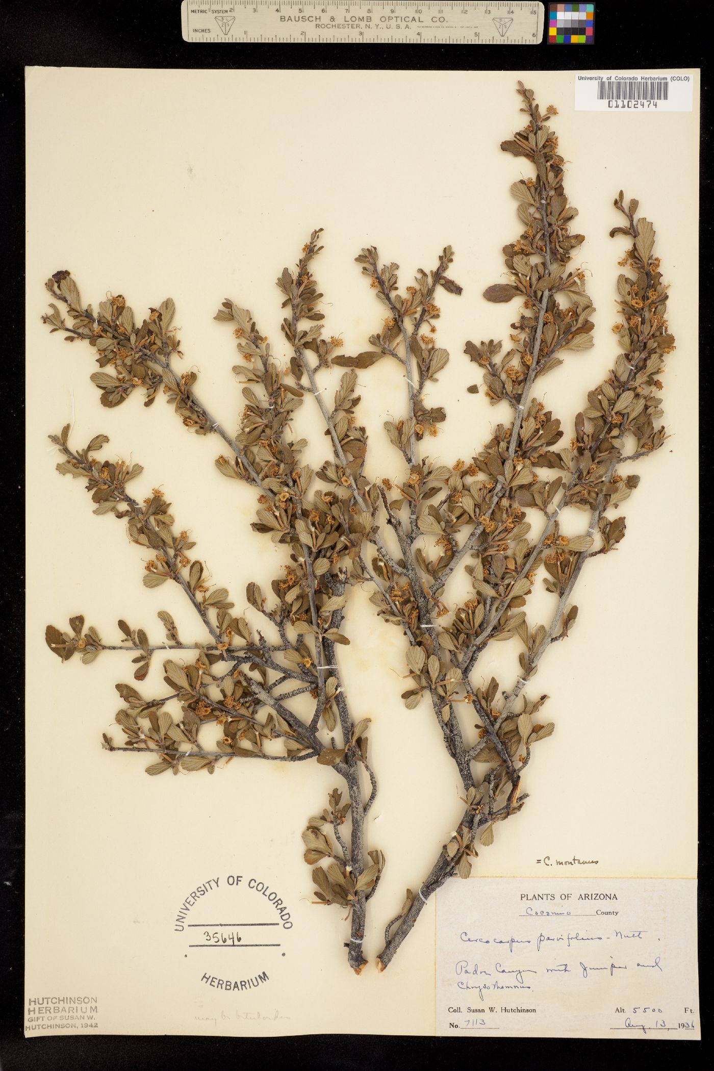 Cercocarpus montanus image