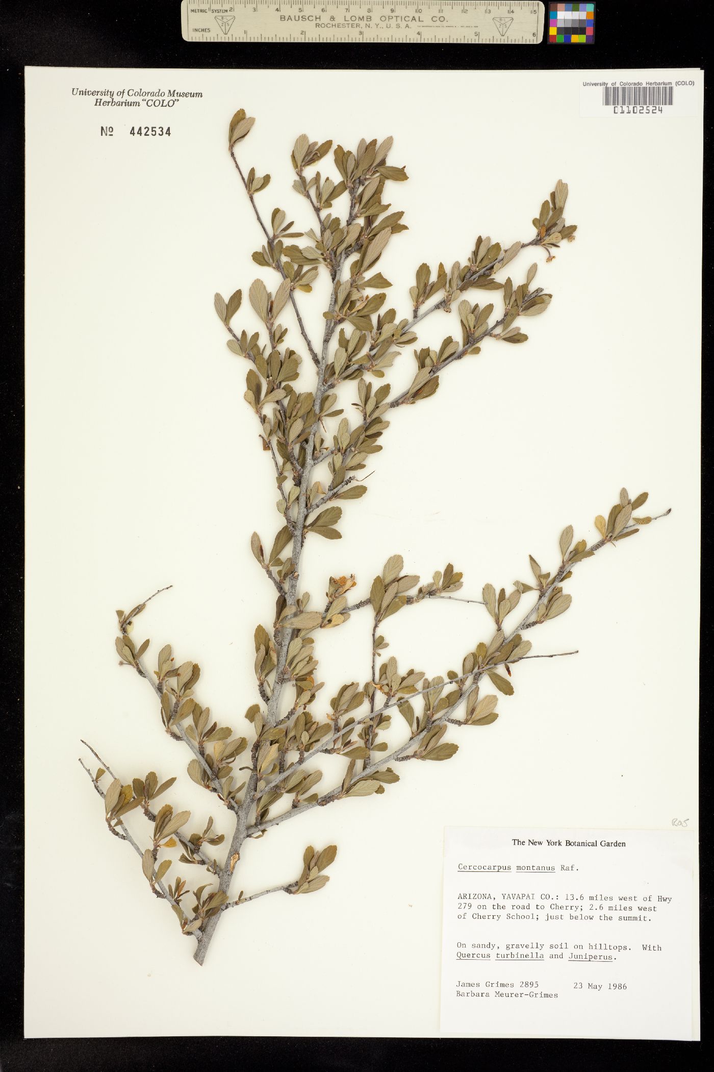 Cercocarpus montanus image