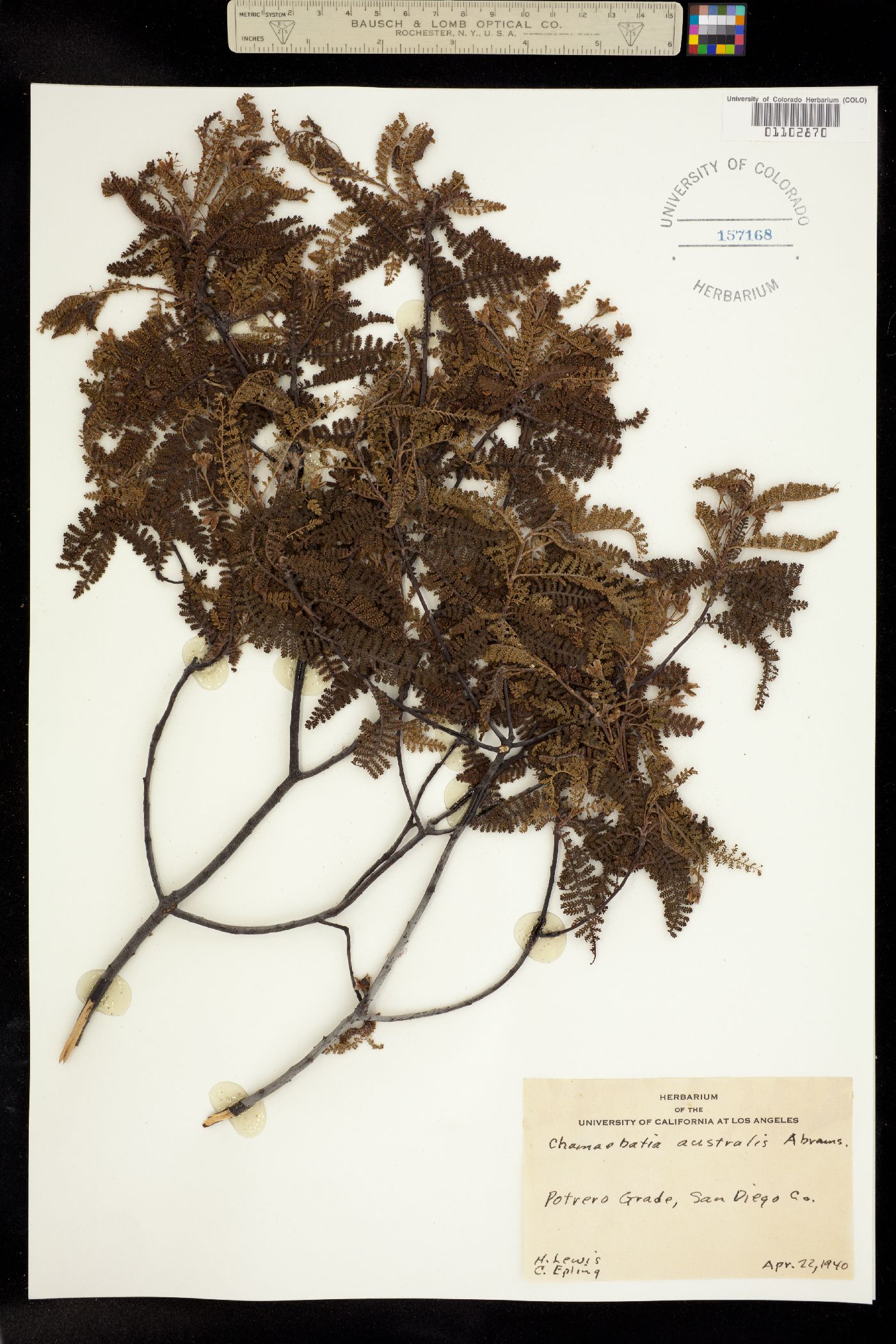 Chamaebatia australis image