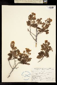Image of Chamaebatia foliolosa