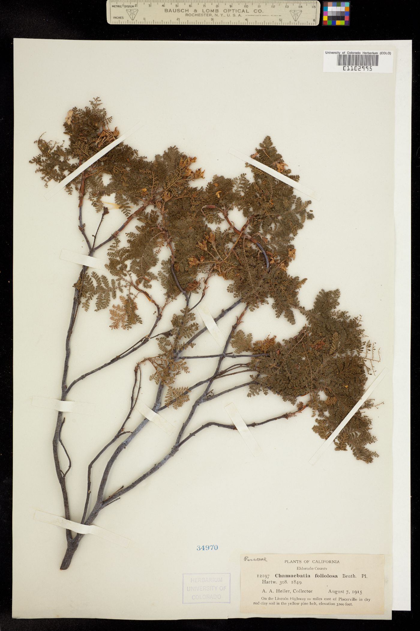 Chamaebatia foliolosa image