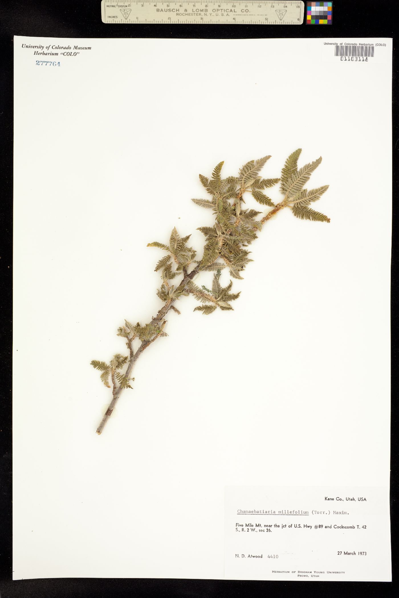 Chamaebatiaria millefolium image