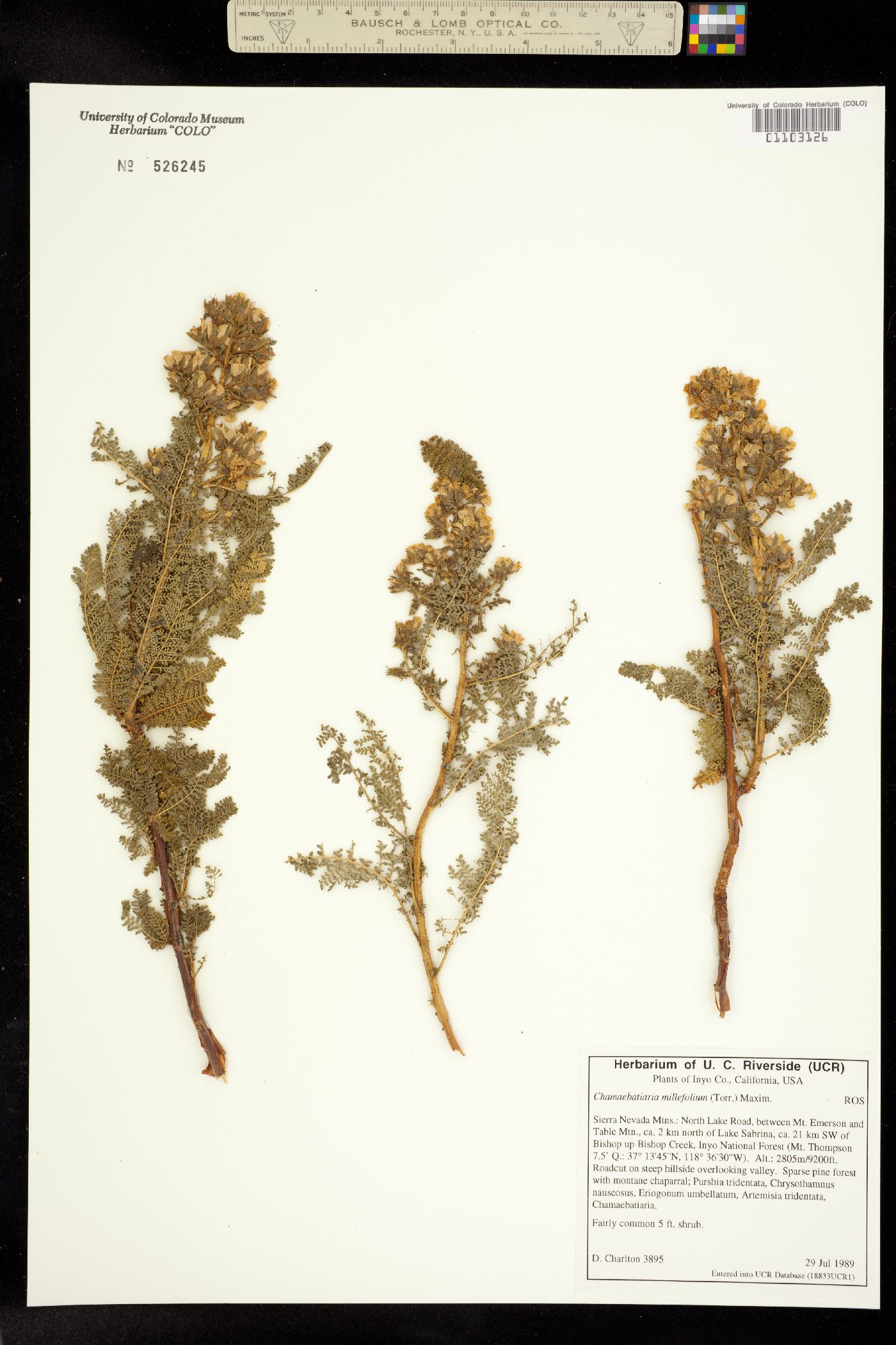 Chamaebatiaria millefolium image