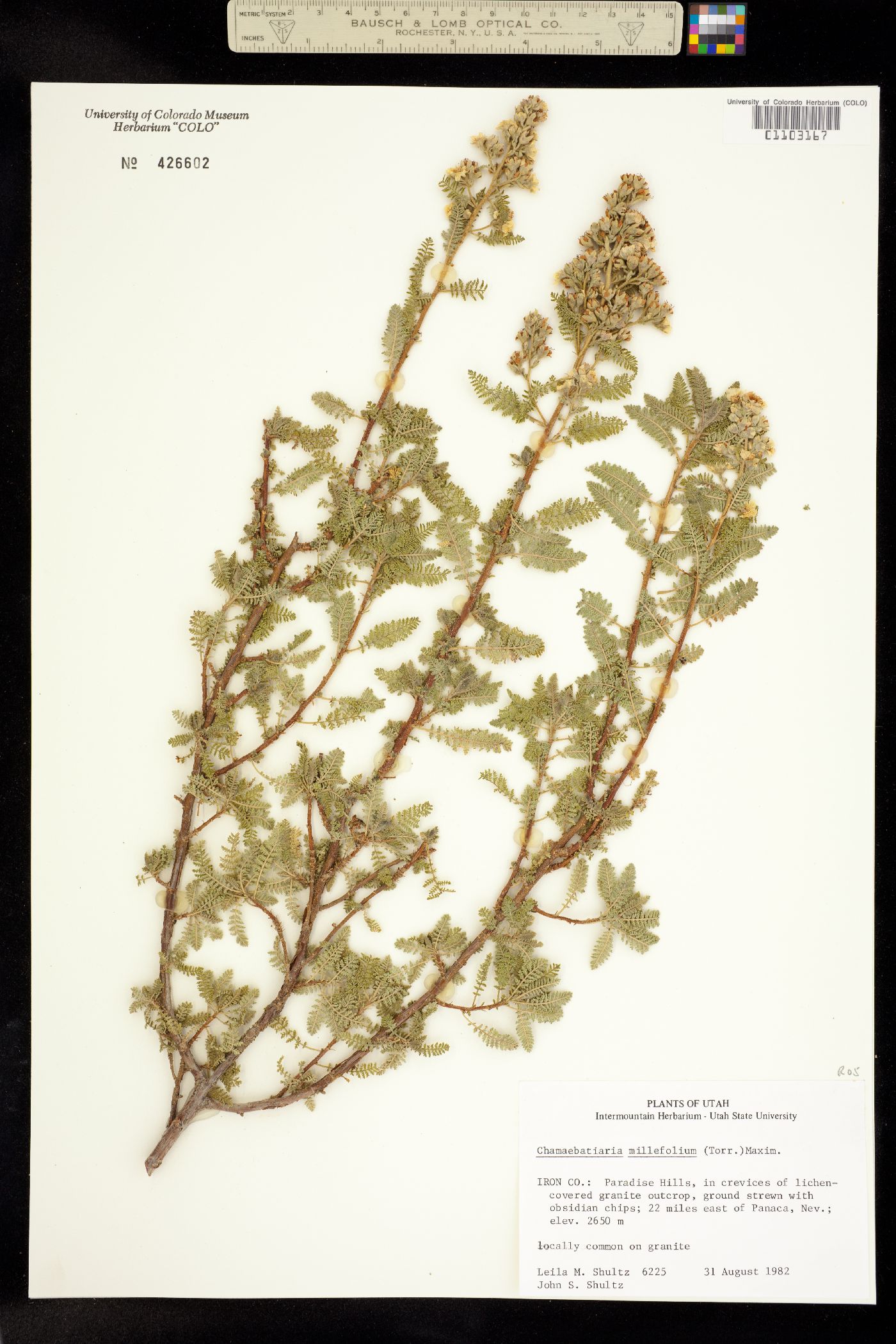 Chamaebatiaria millefolium image