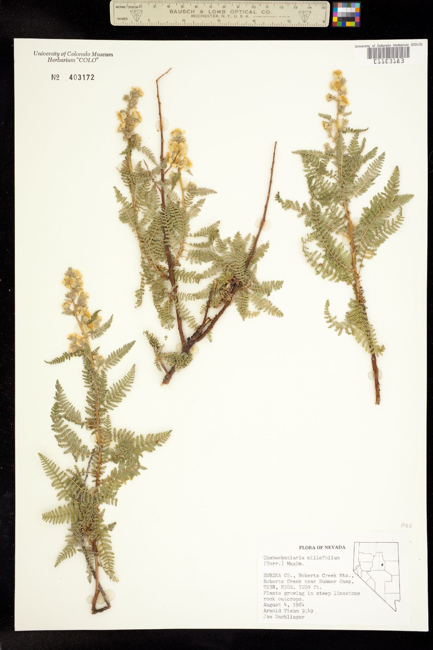 Chamaebatiaria image