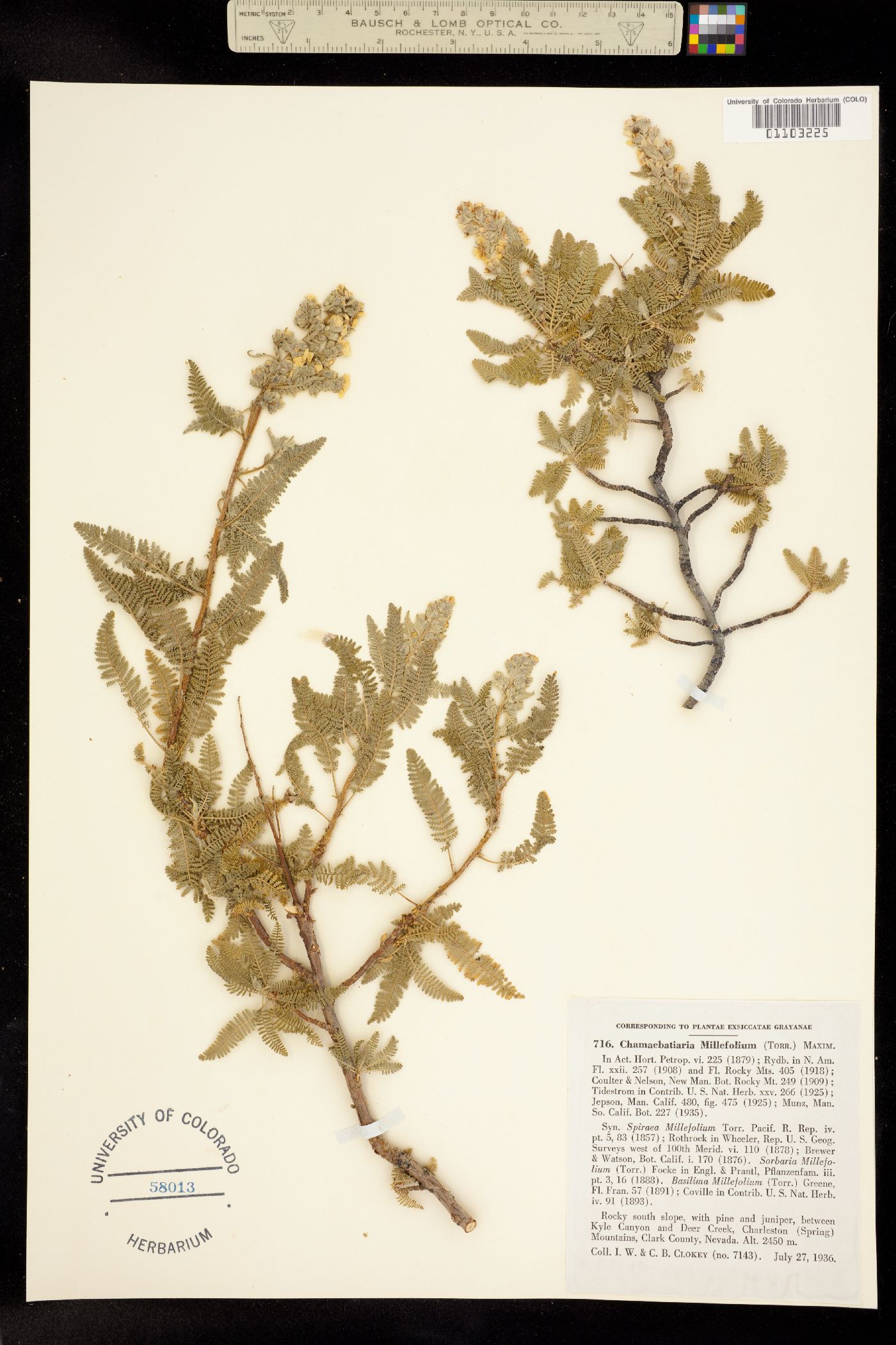 Chamaebatiaria millefolium image