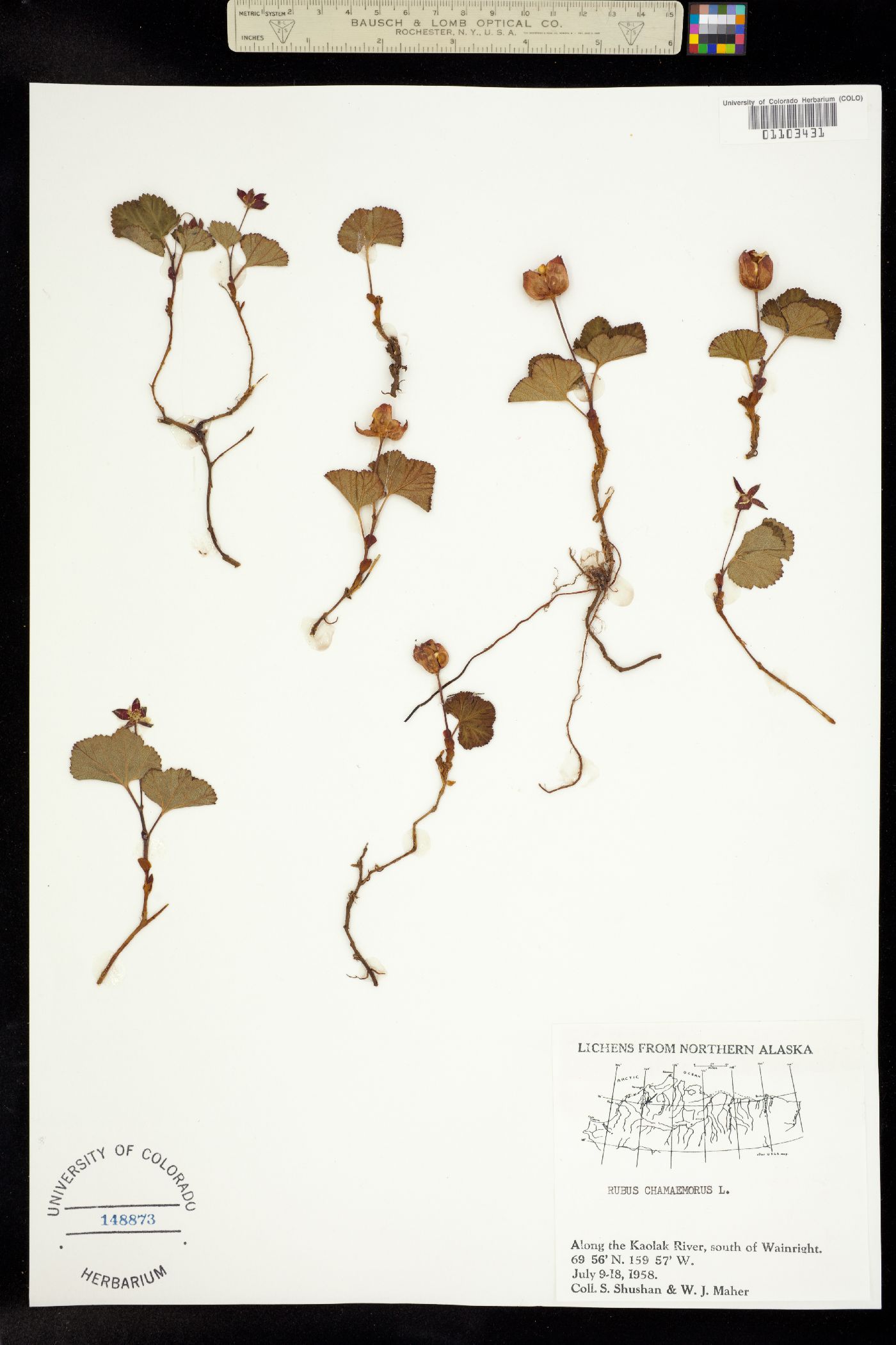 Rubus chamaemorus image