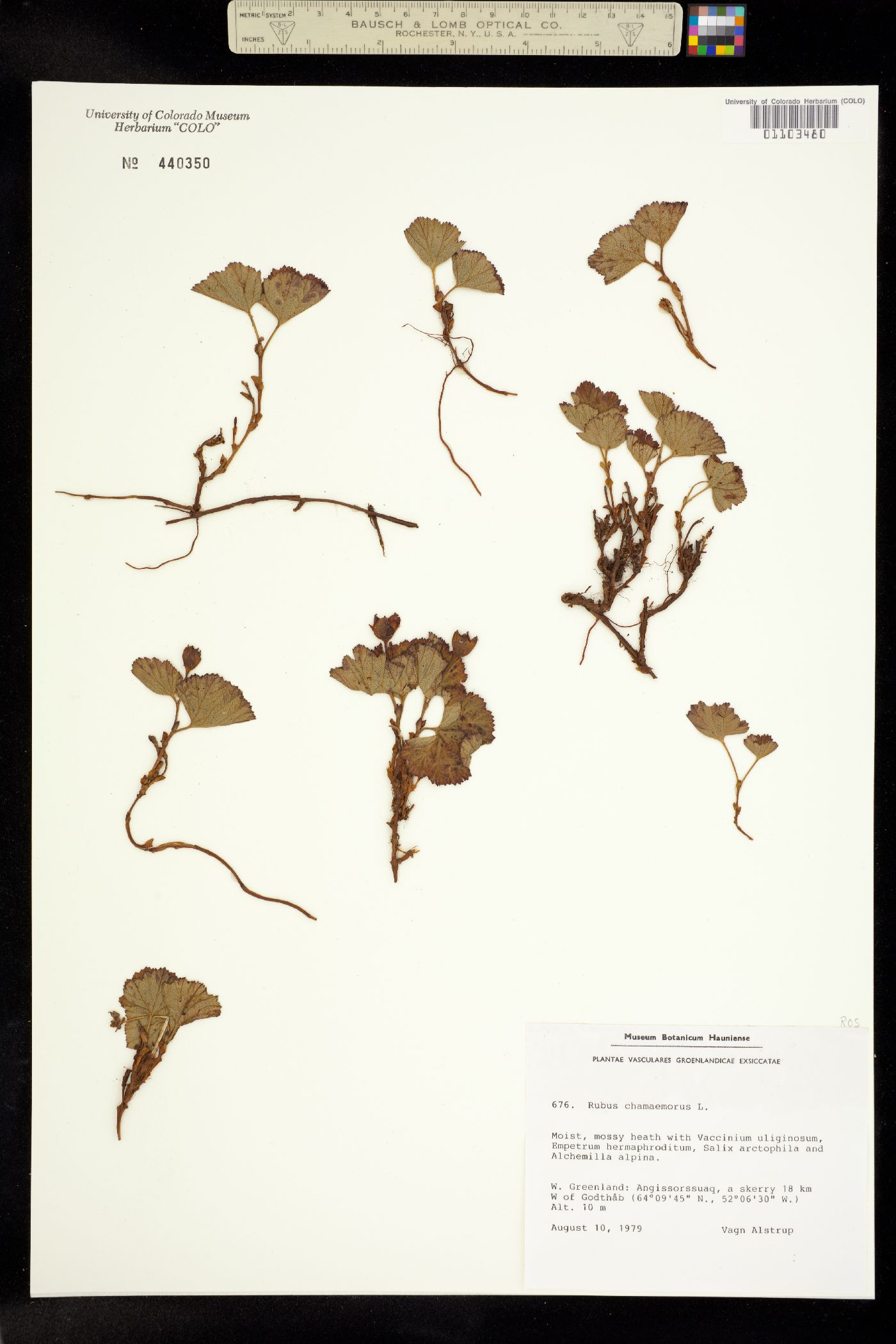 Rubus chamaemorus image