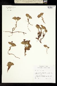 Rubus chamaemorus image