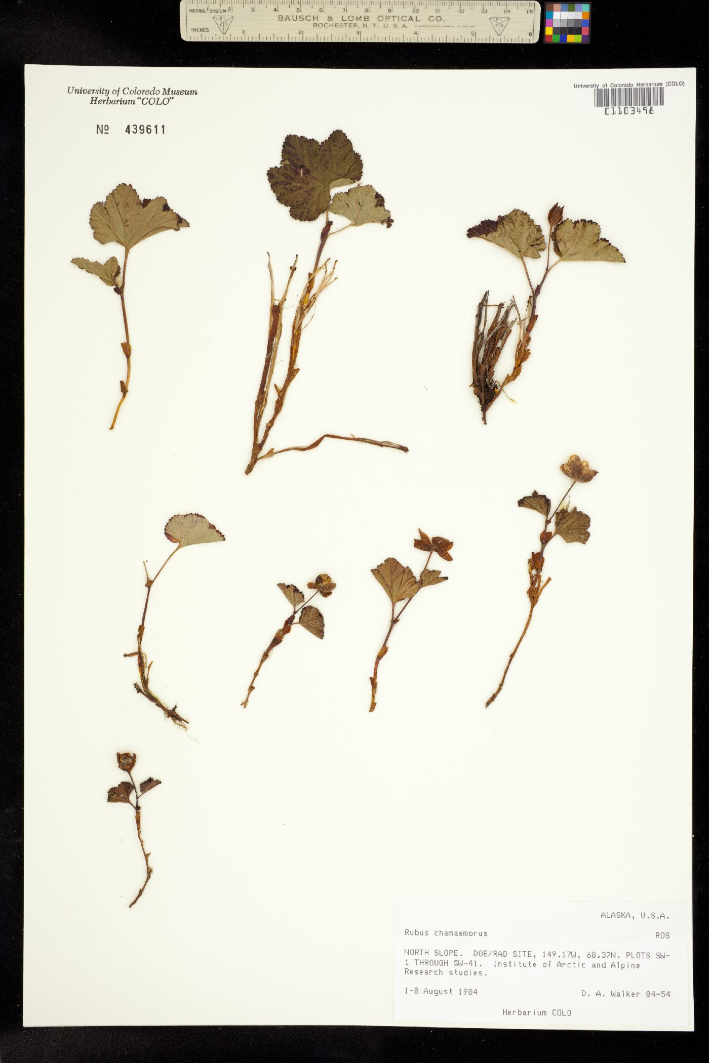 Rubus chamaemorus image