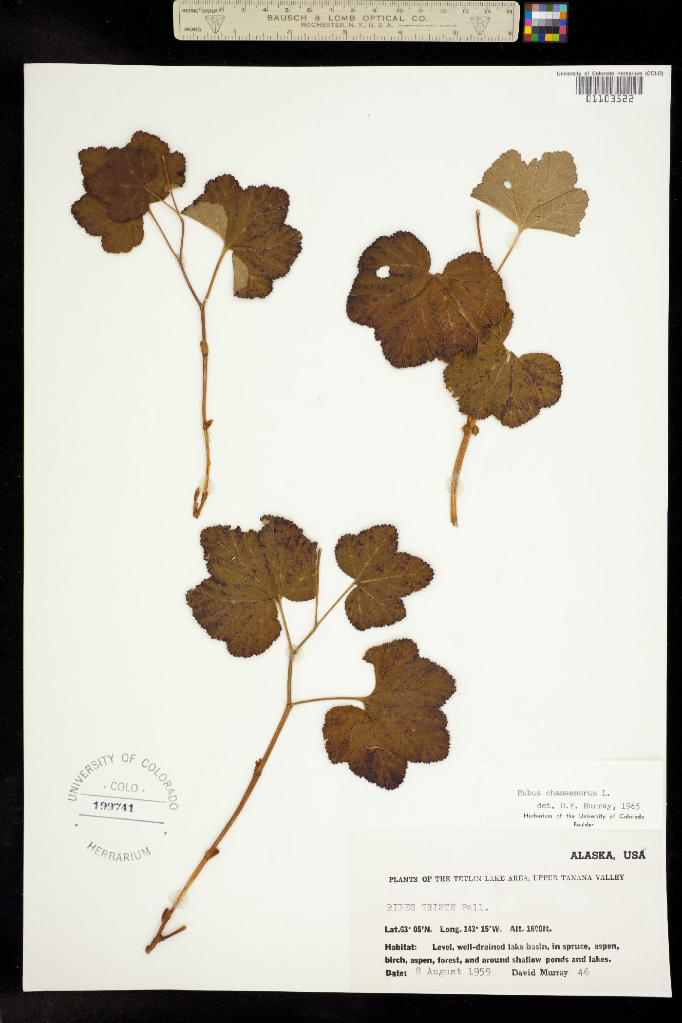 Rubus chamaemorus image