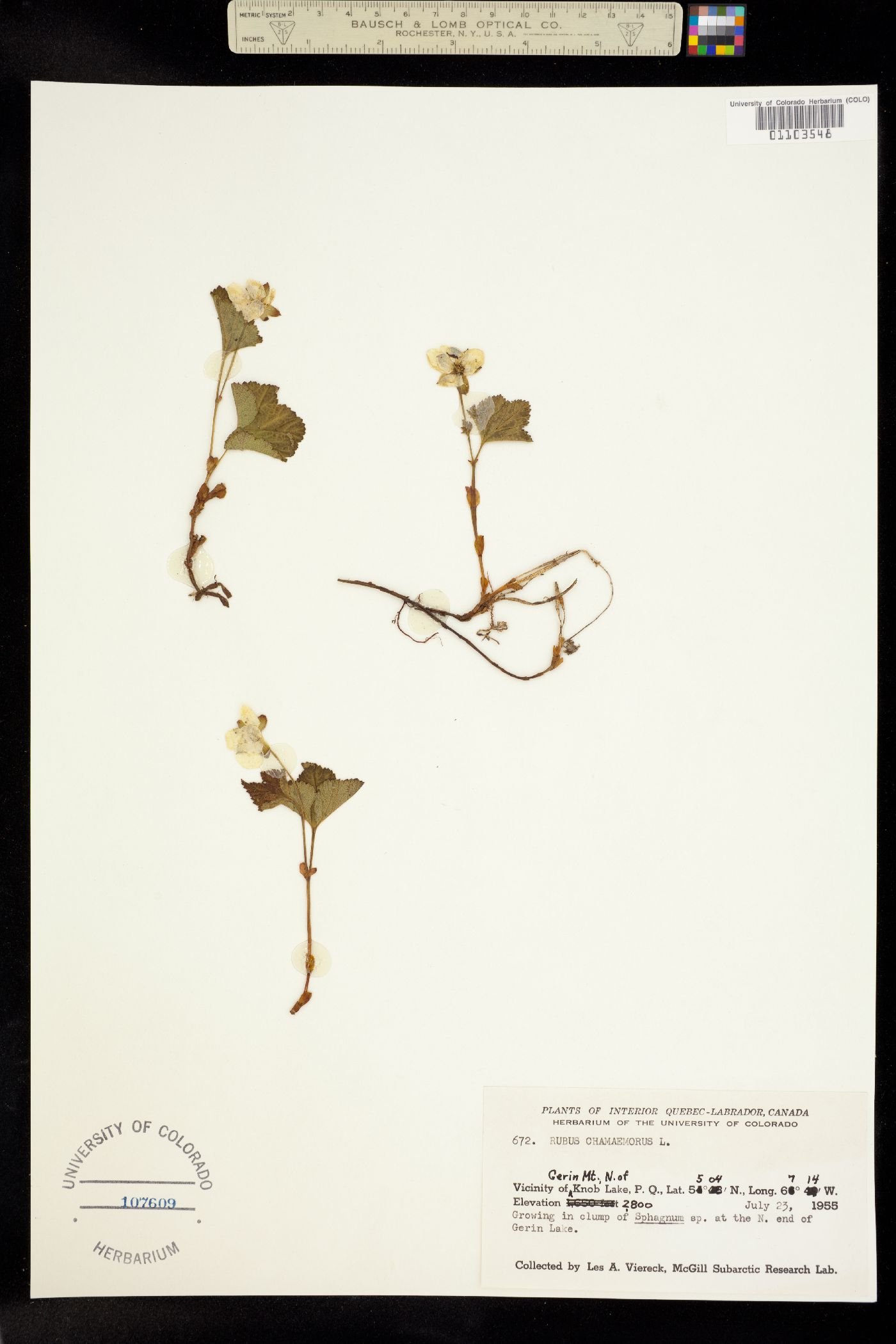 Rubus chamaemorus image