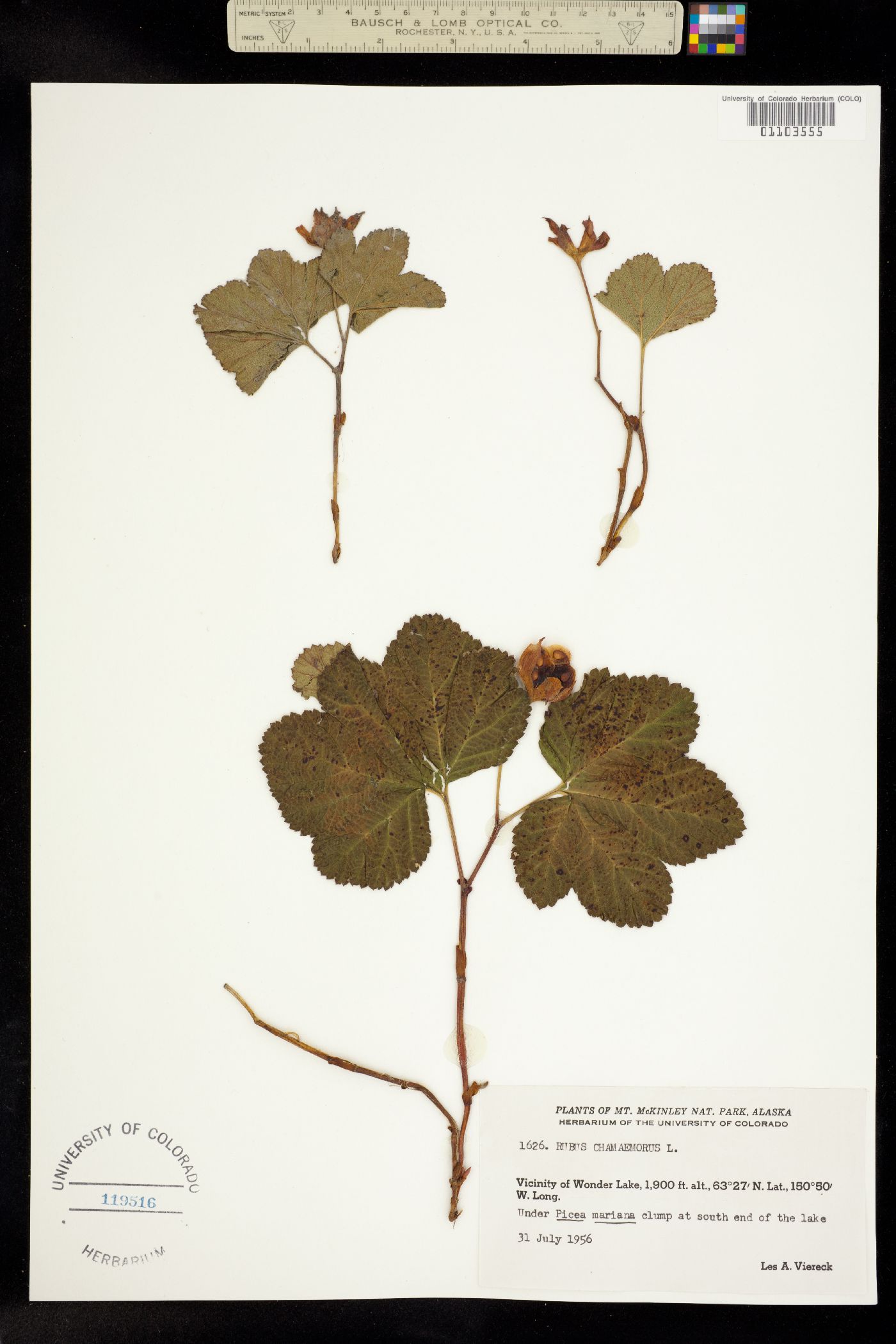 Rubus chamaemorus image