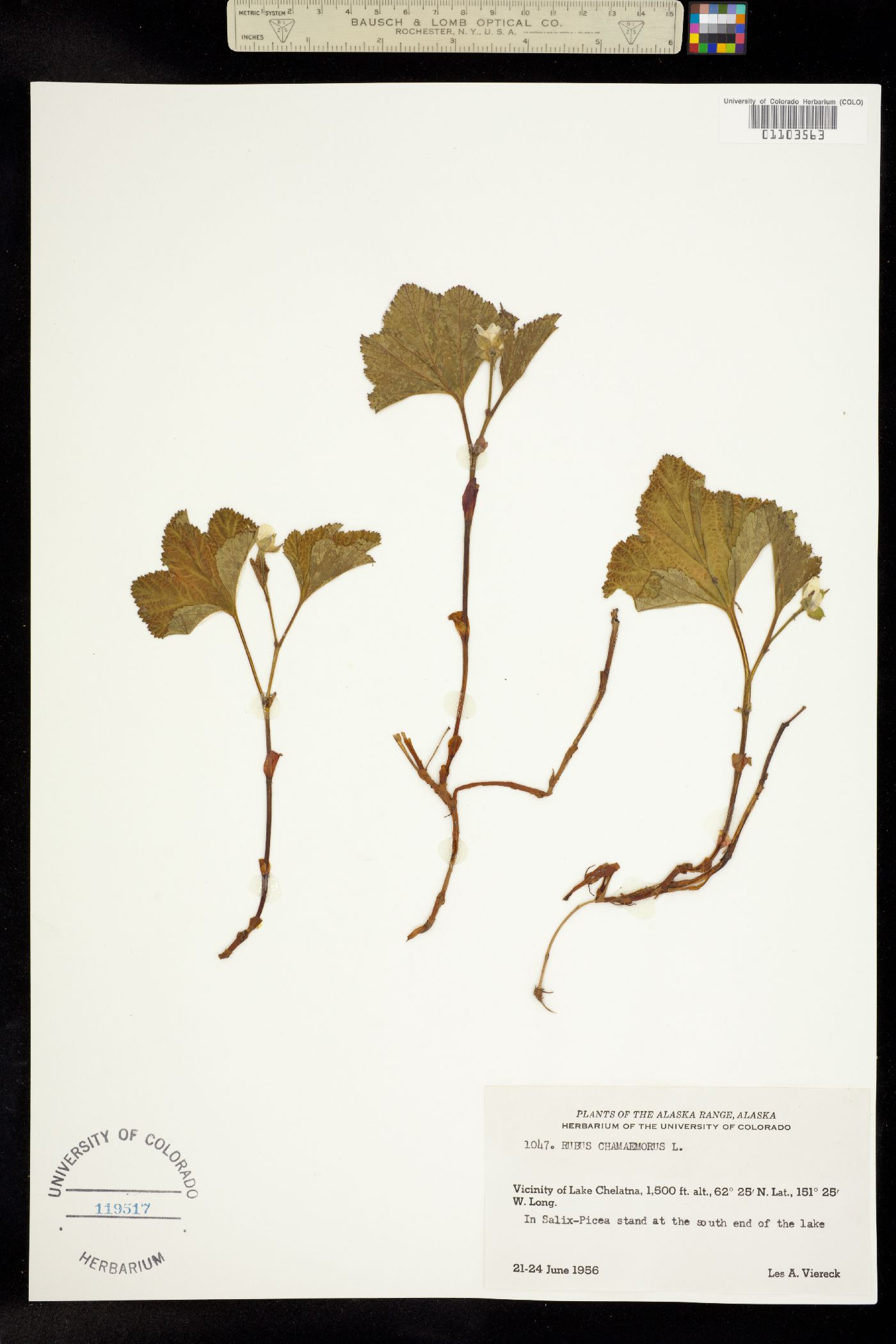 Rubus chamaemorus image