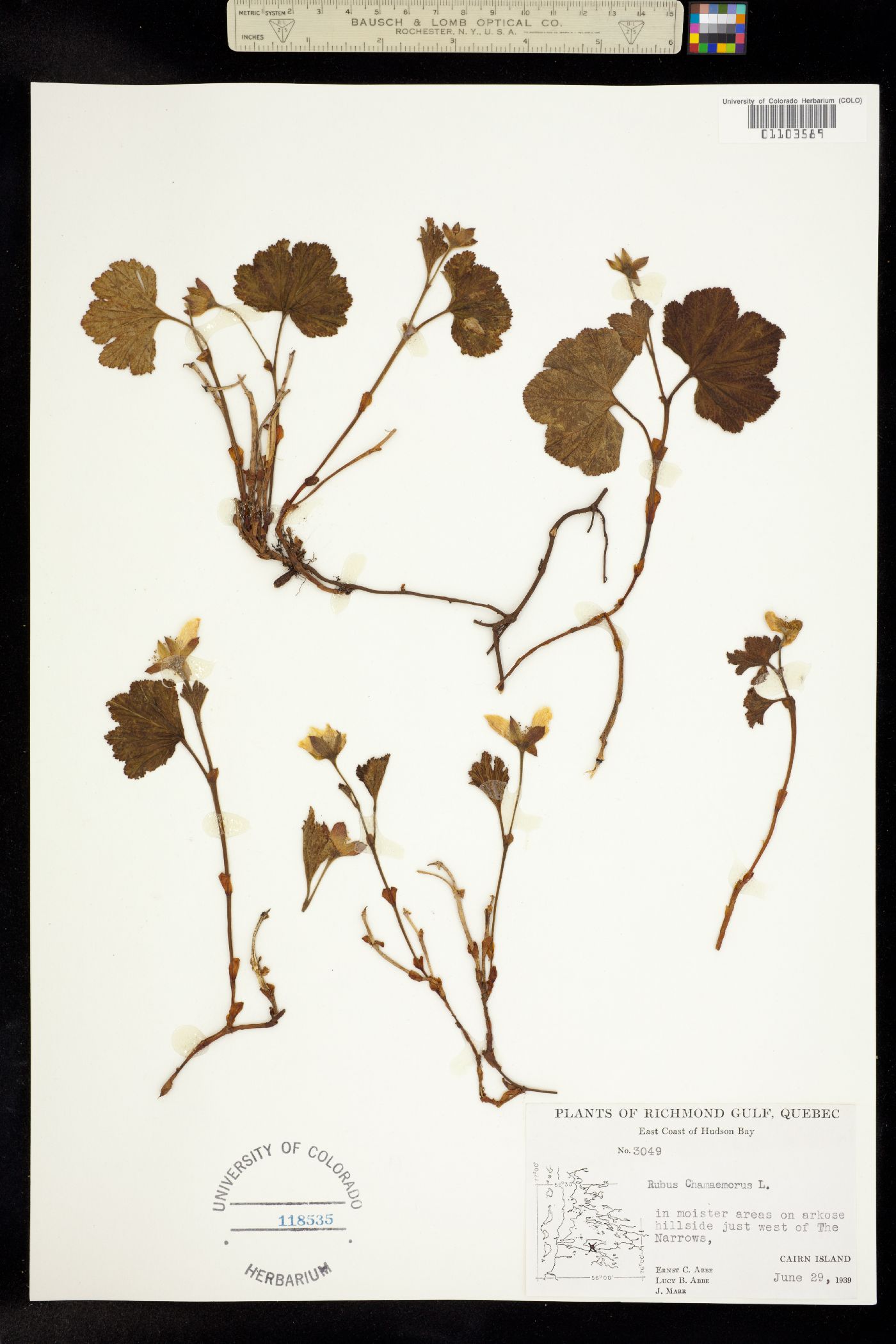 Rubus chamaemorus image