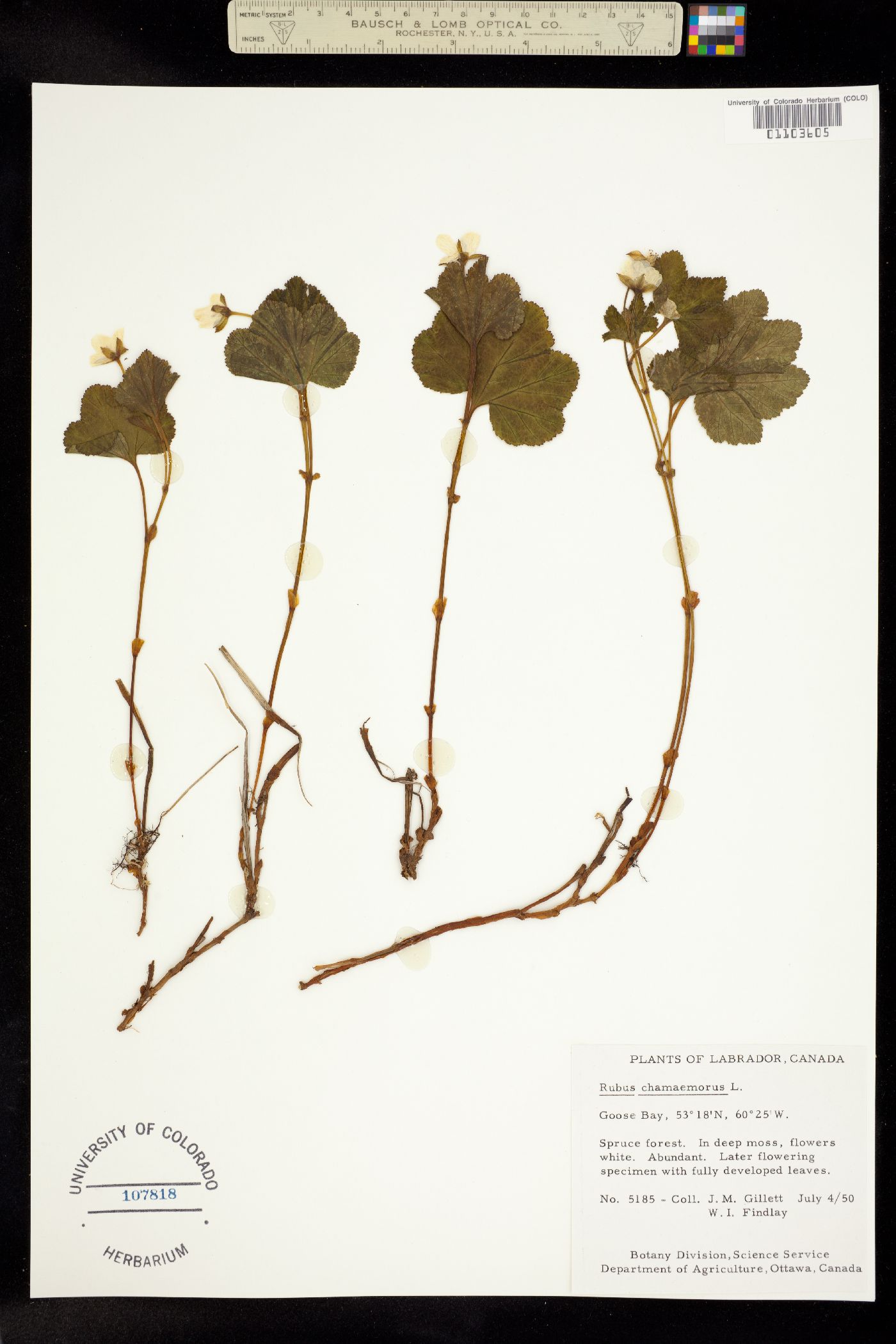 Rubus chamaemorus image