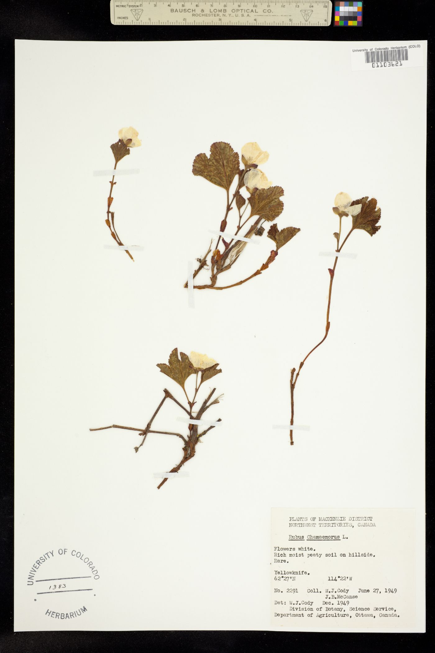 Rubus image