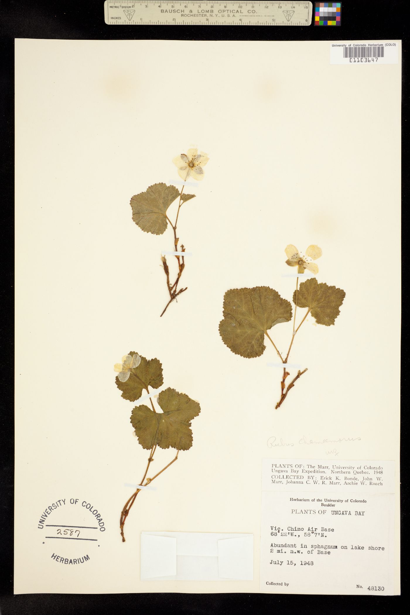 Rubus chamaemorus image