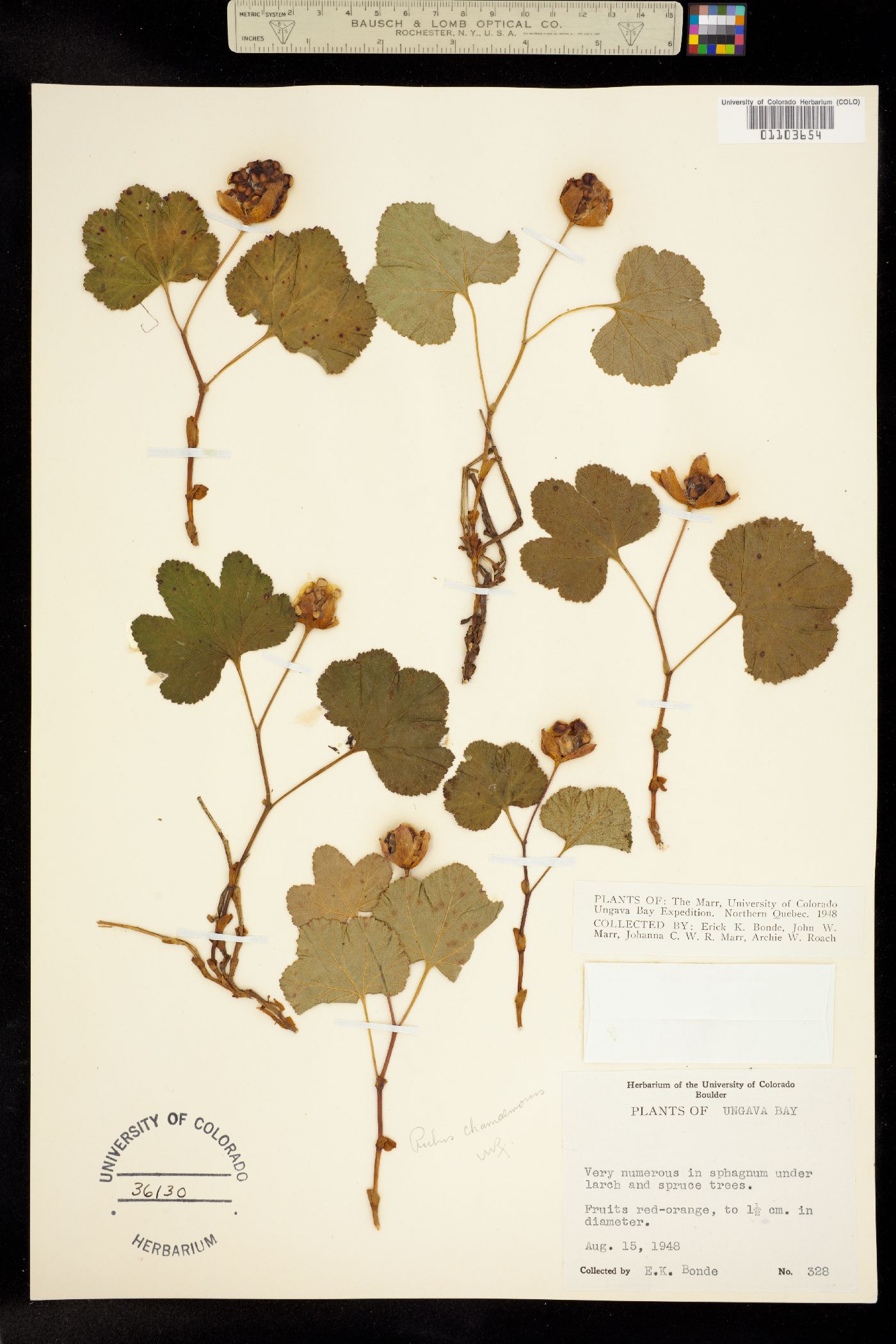 Rubus chamaemorus image