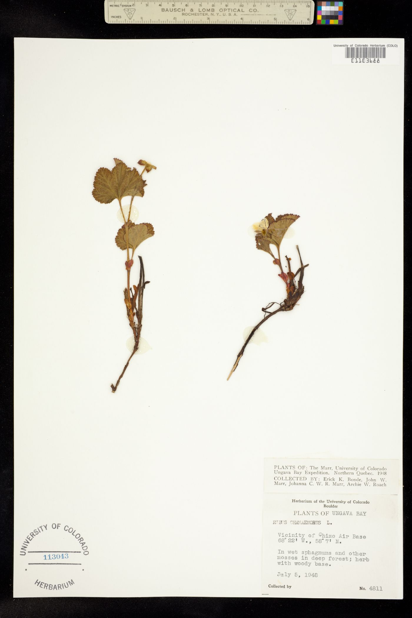 Rubus chamaemorus image