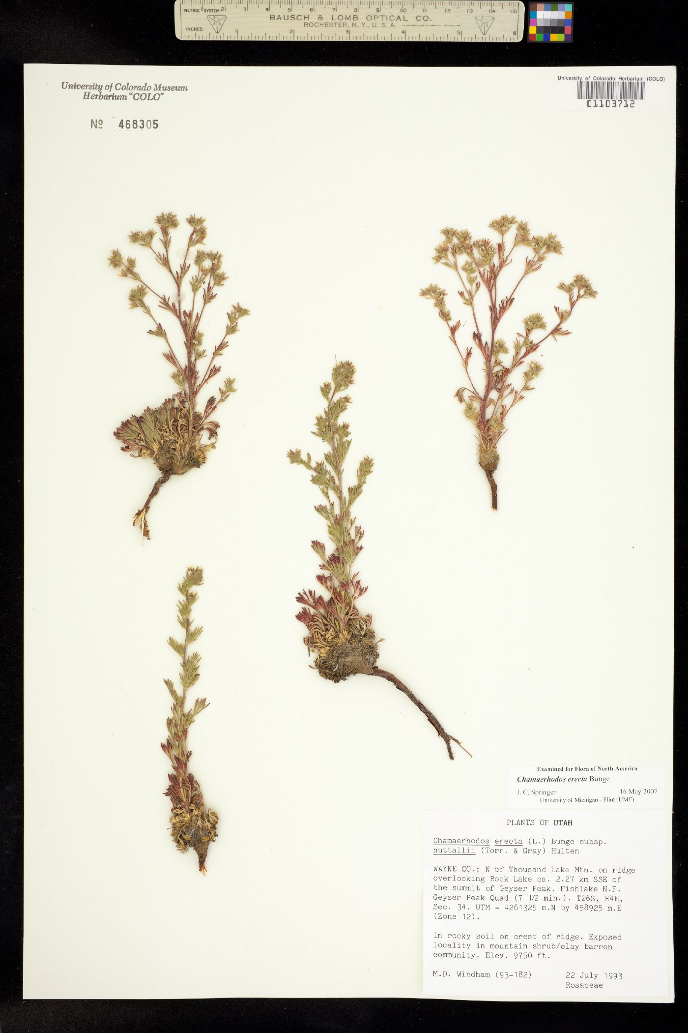 Chamaerhodos erecta image