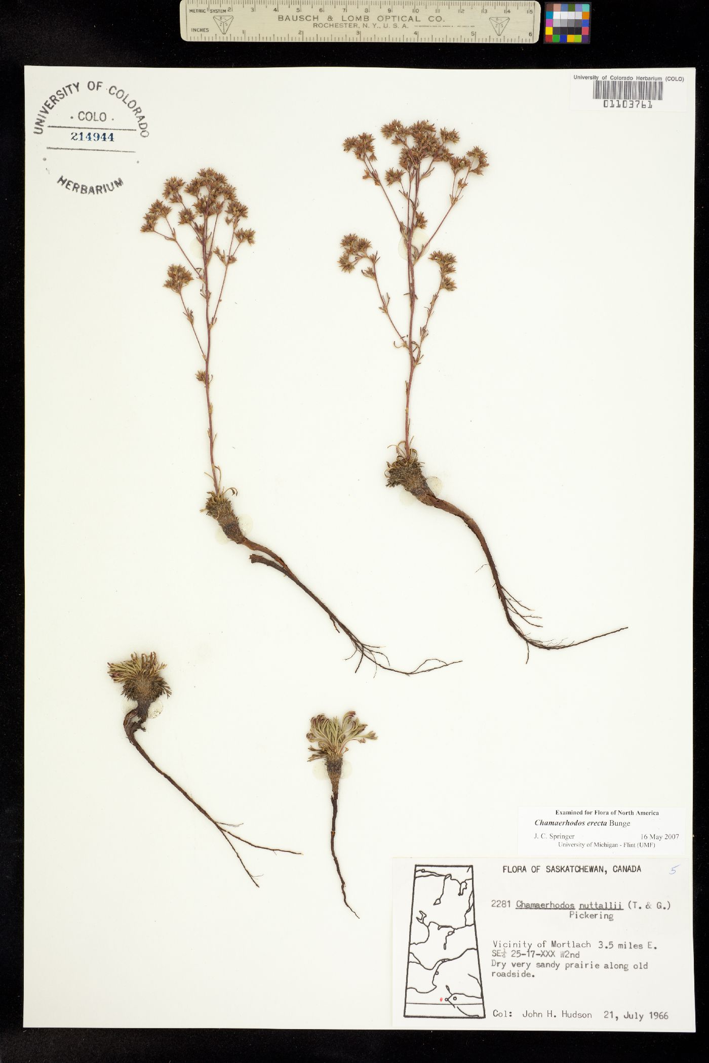 Chamaerhodos erecta image