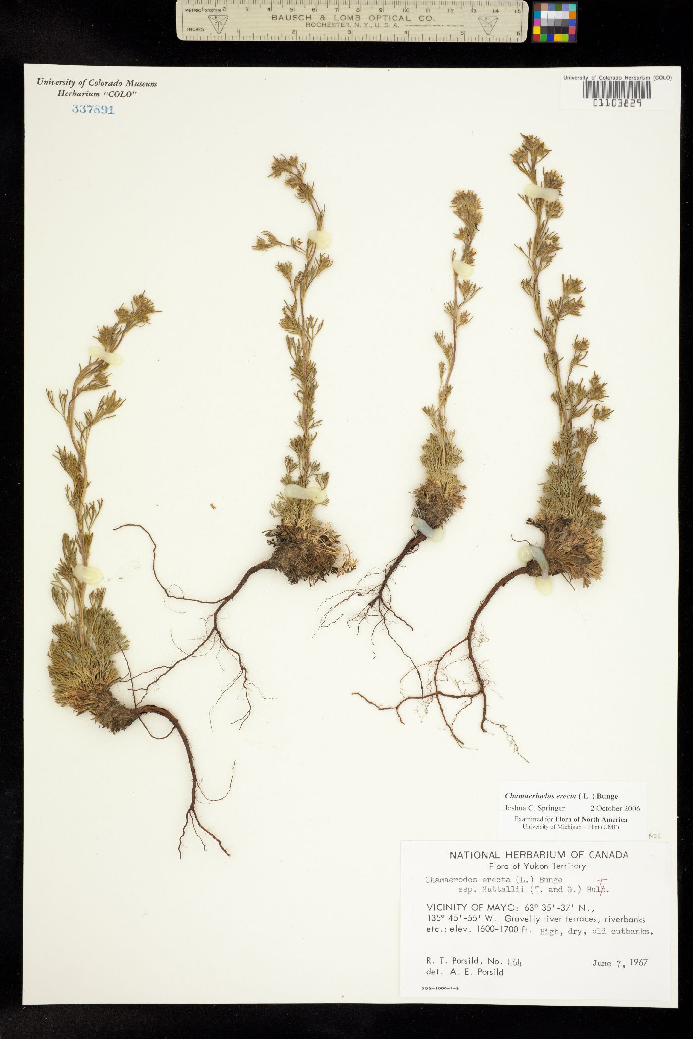 Chamaerhodos erecta image