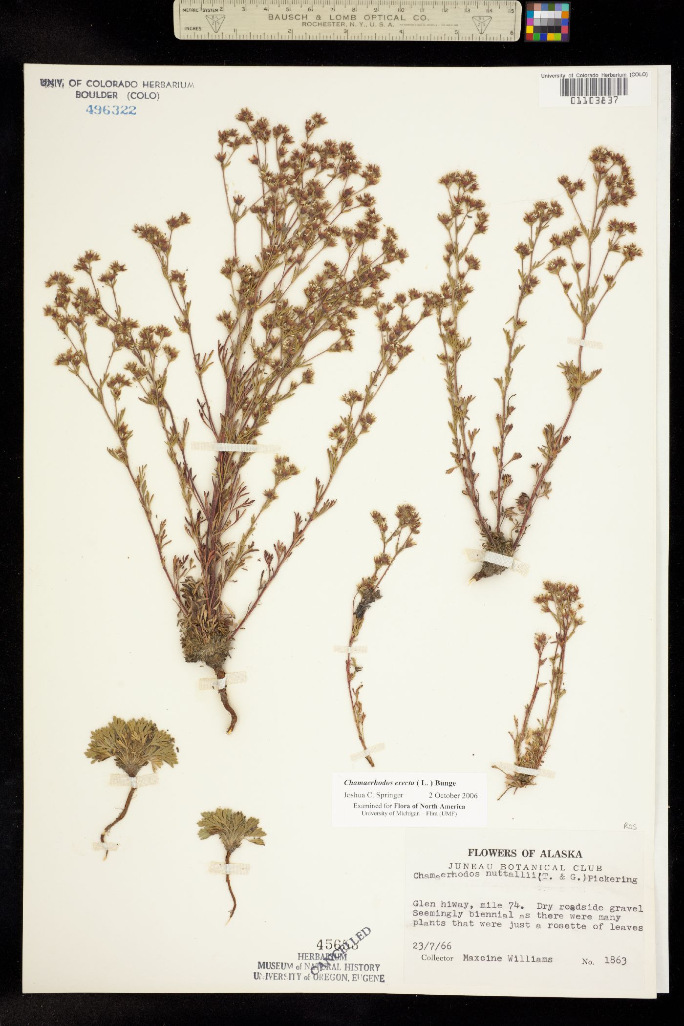 Chamaerhodos erecta image