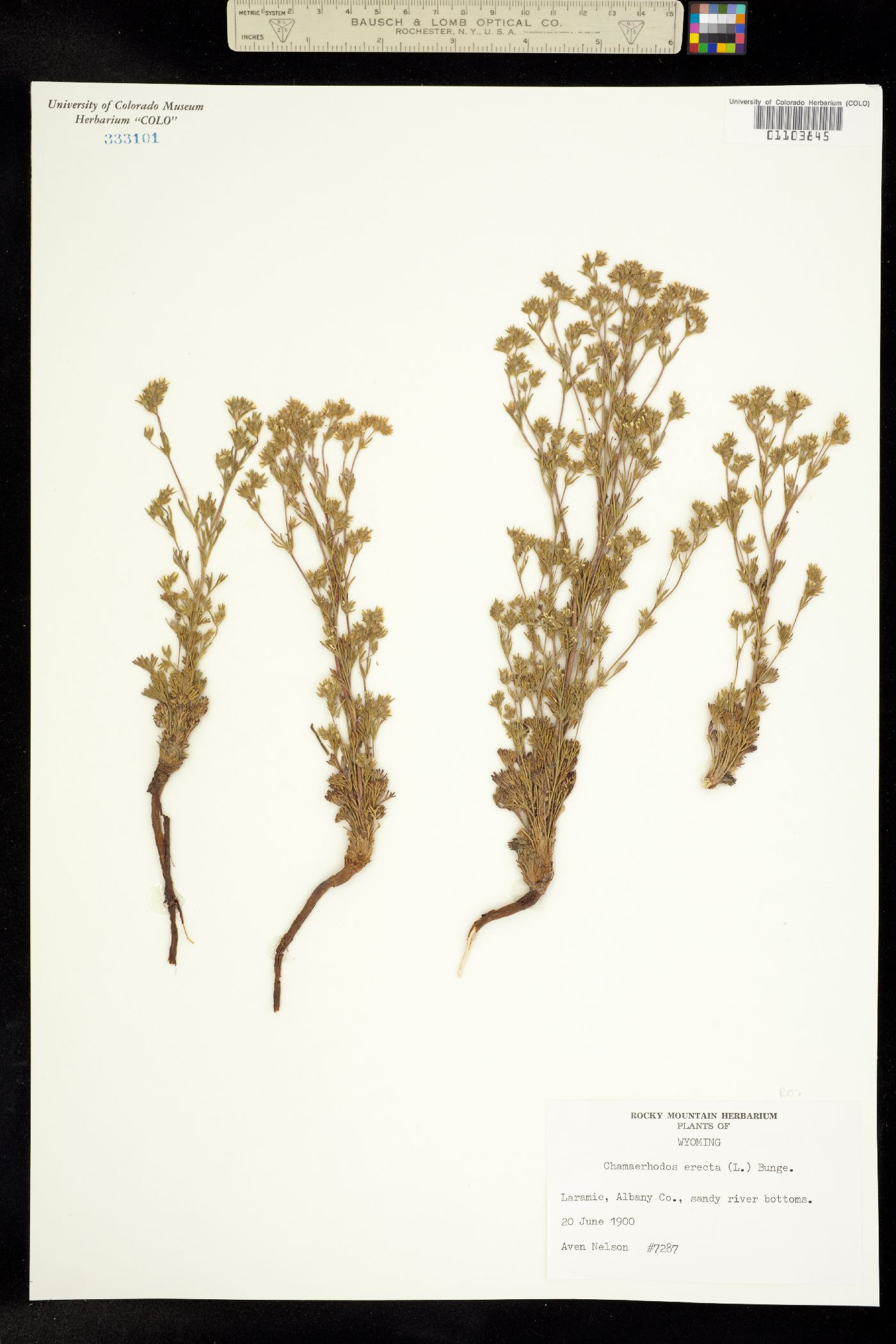 Chamaerhodos erecta image