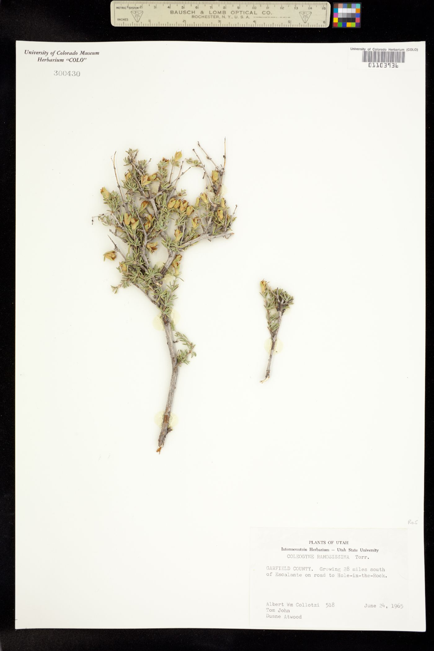 Coleogyne ramosissima image