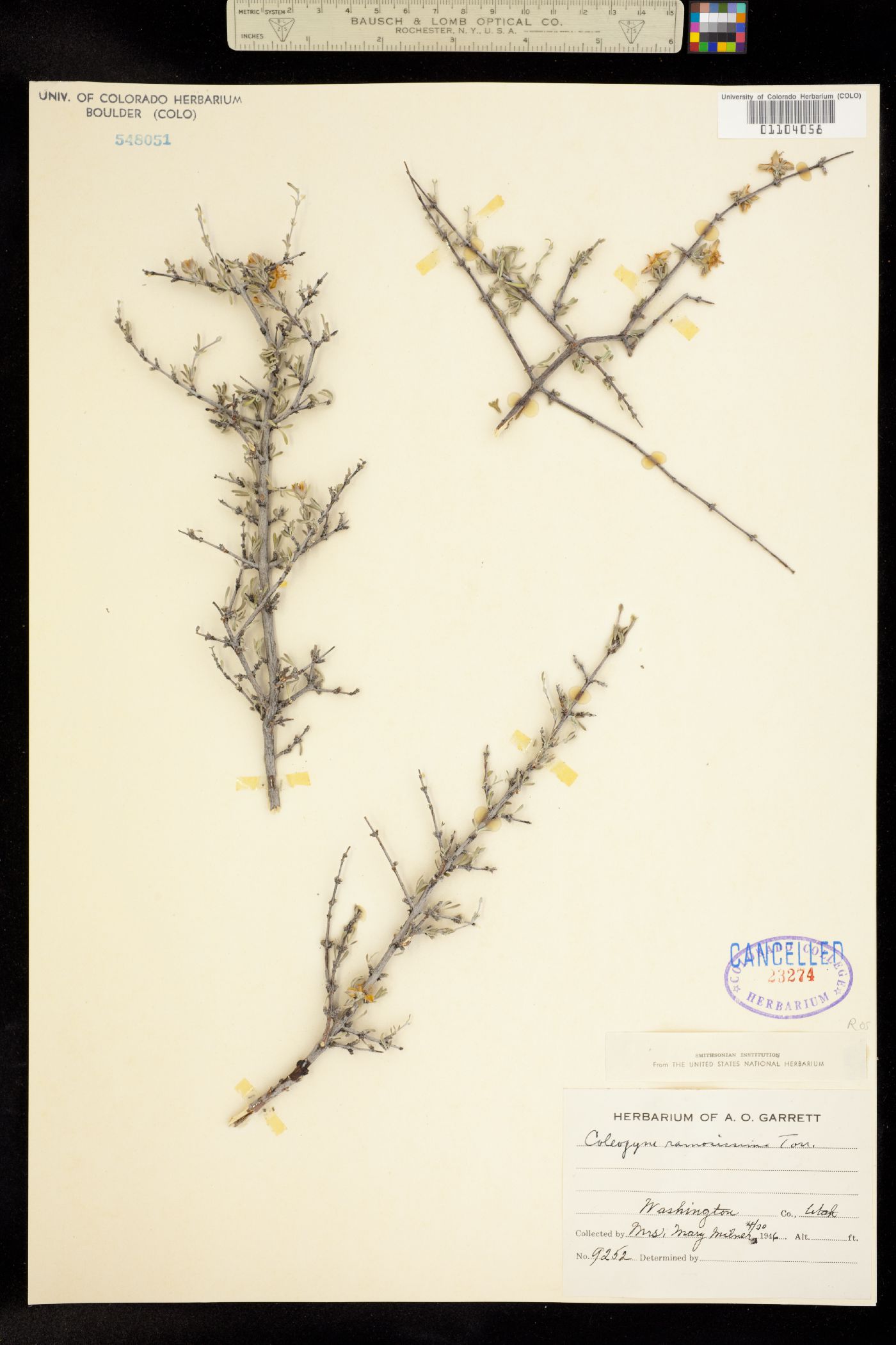 Coleogyne ramosissima image