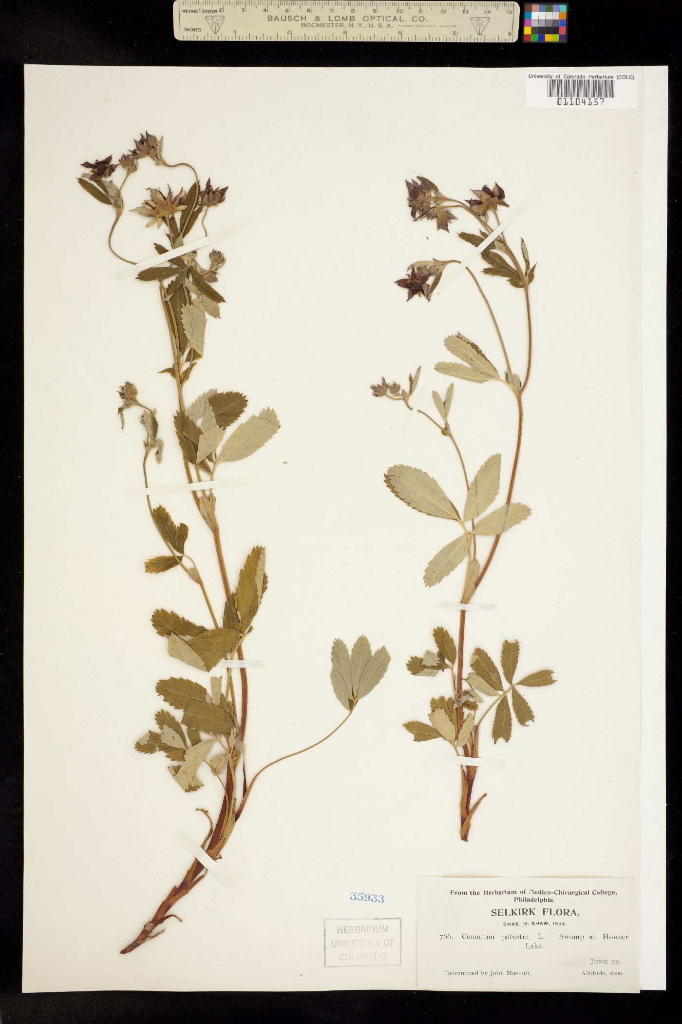 Comarum palustre image