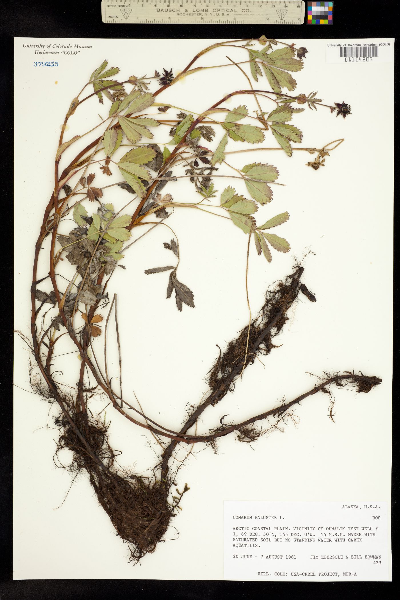Comarum image
