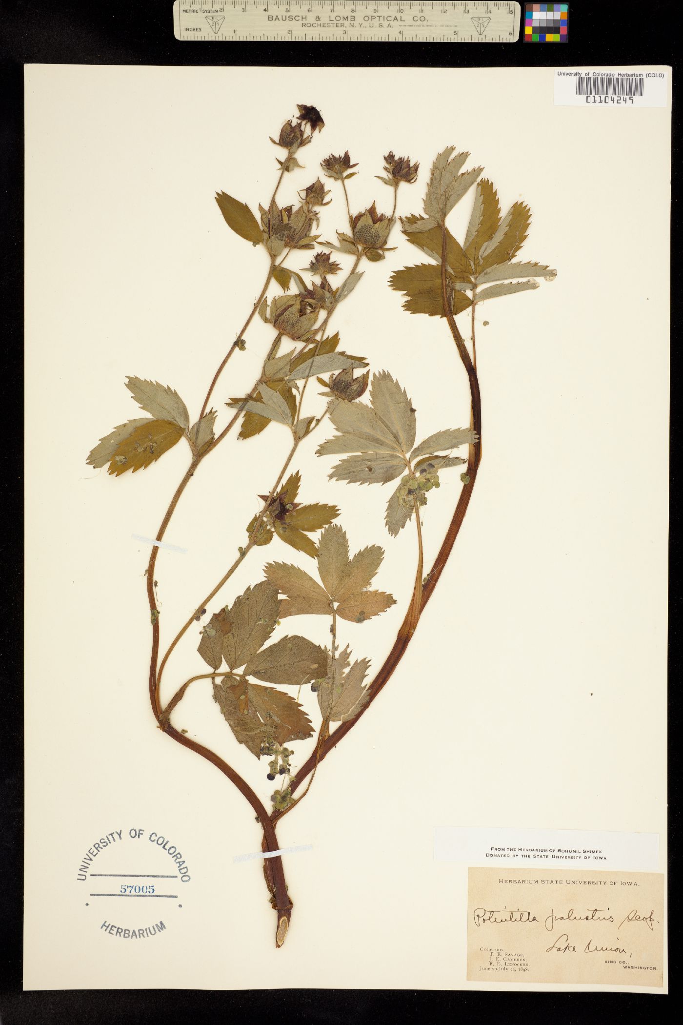 Comarum palustre image