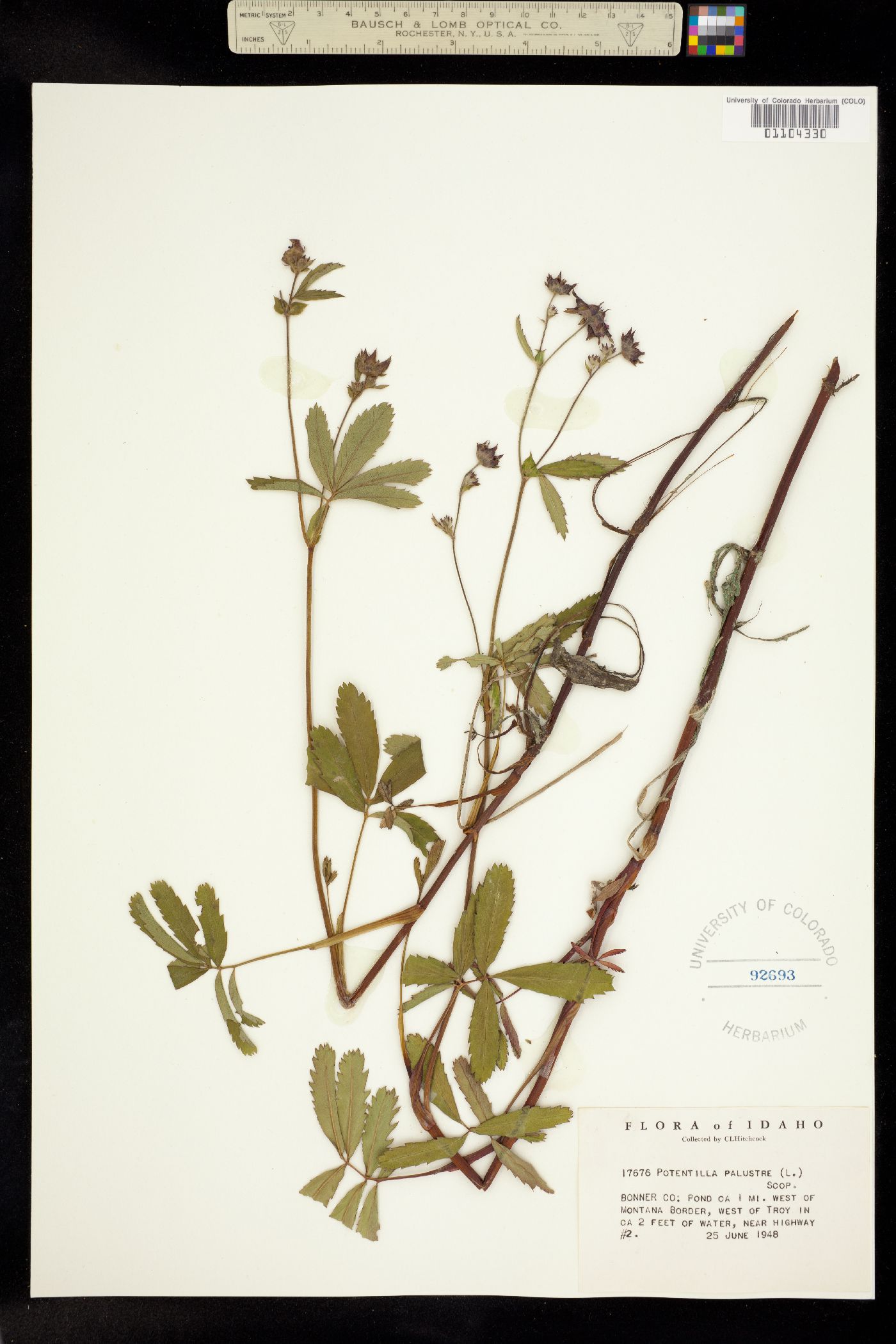 Comarum palustre image