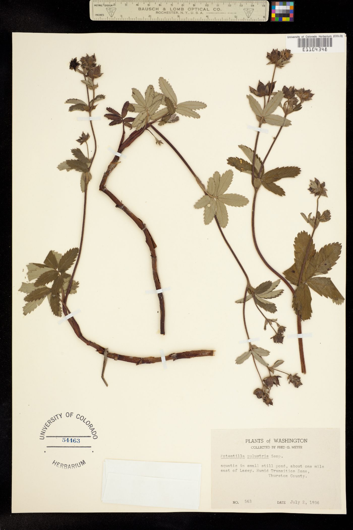 Comarum palustre image