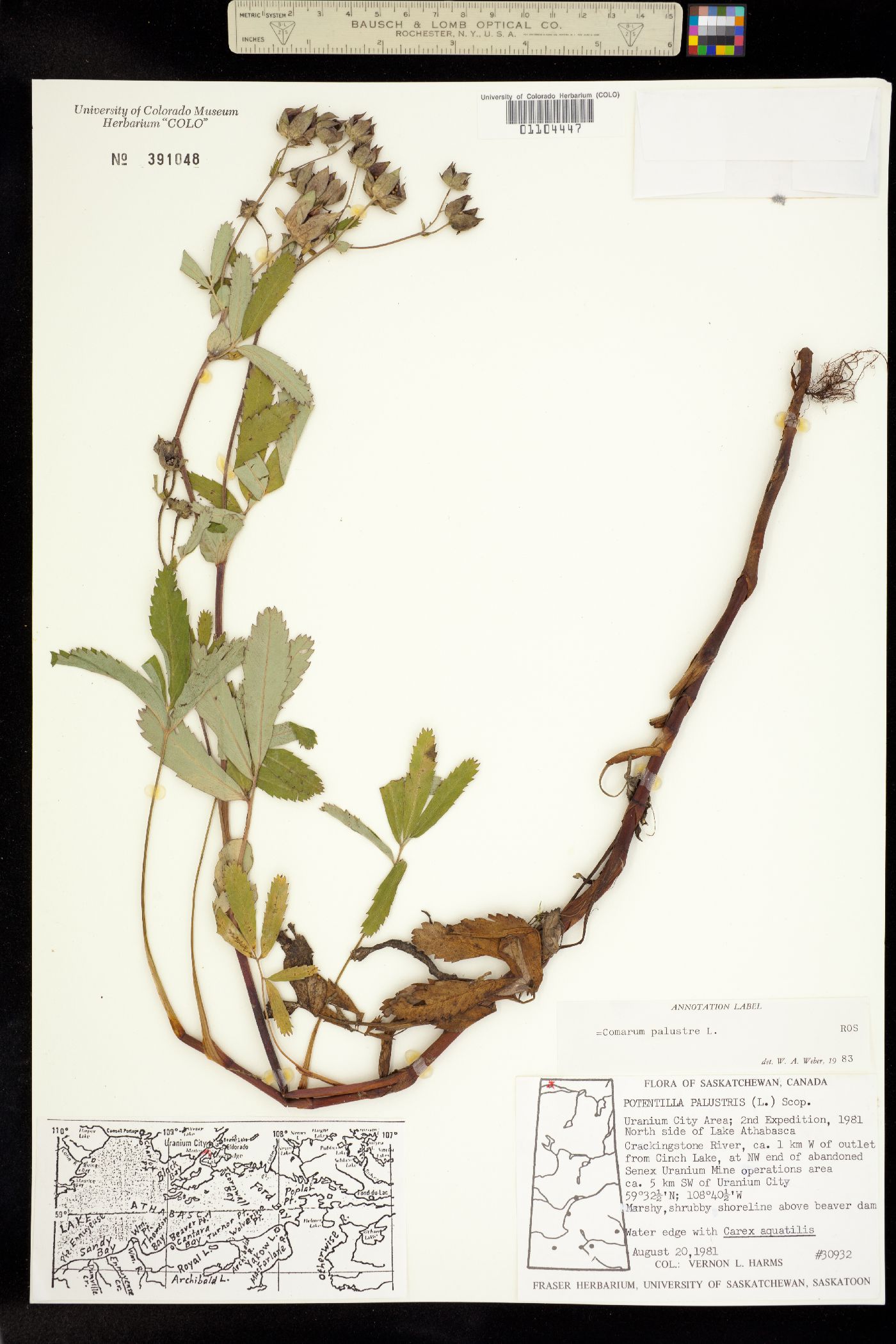 Comarum palustre image