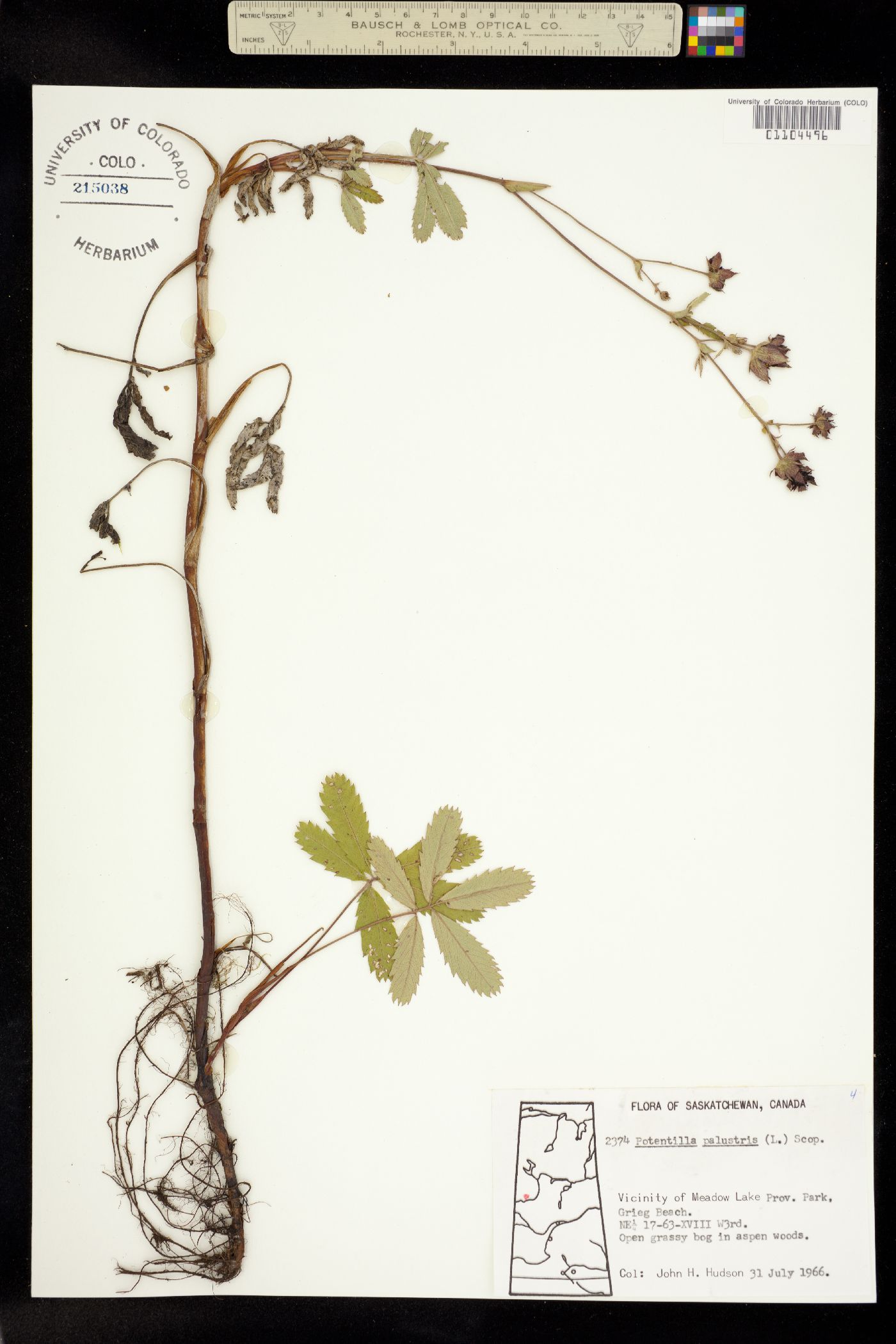 Comarum palustre image