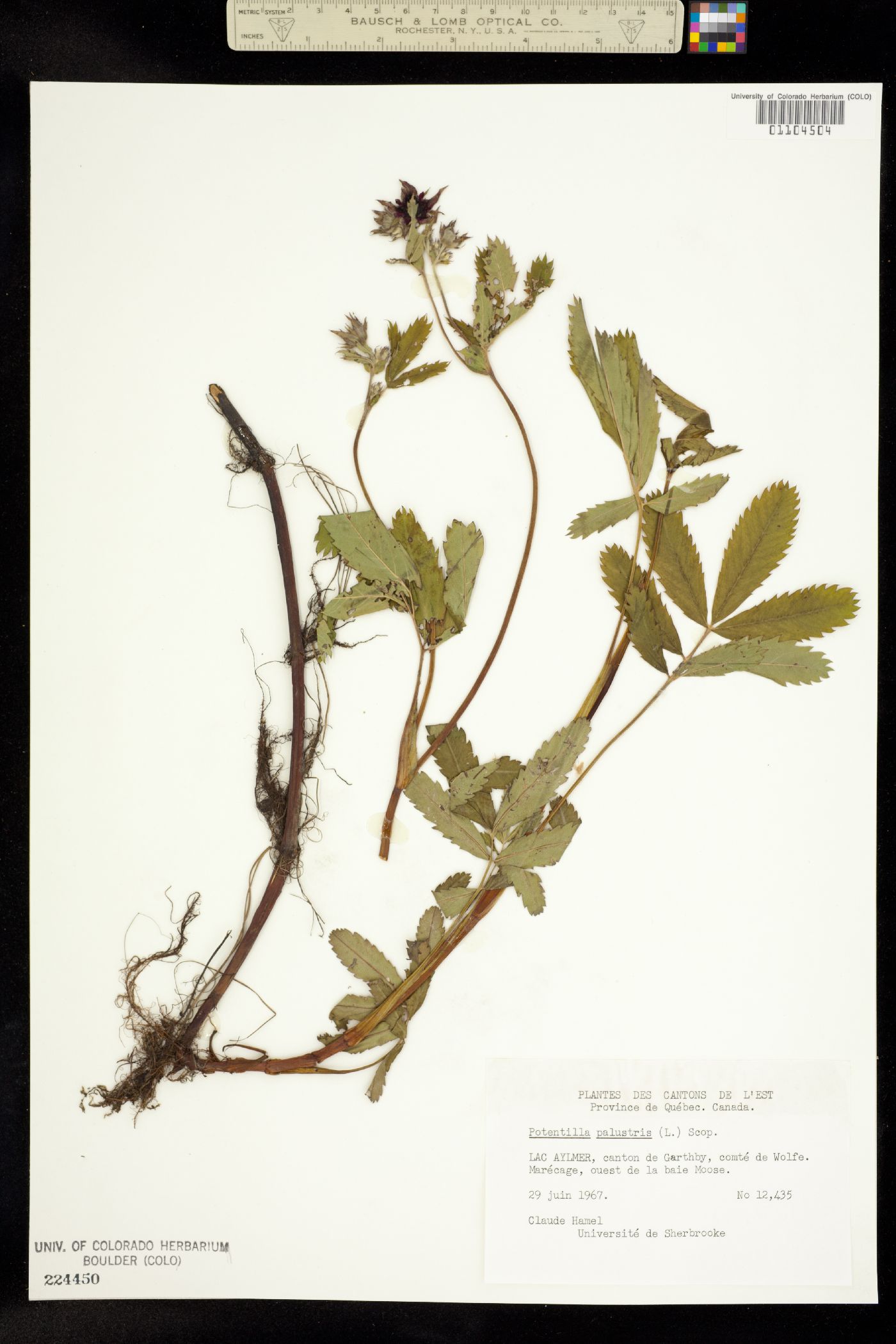 Comarum palustre image