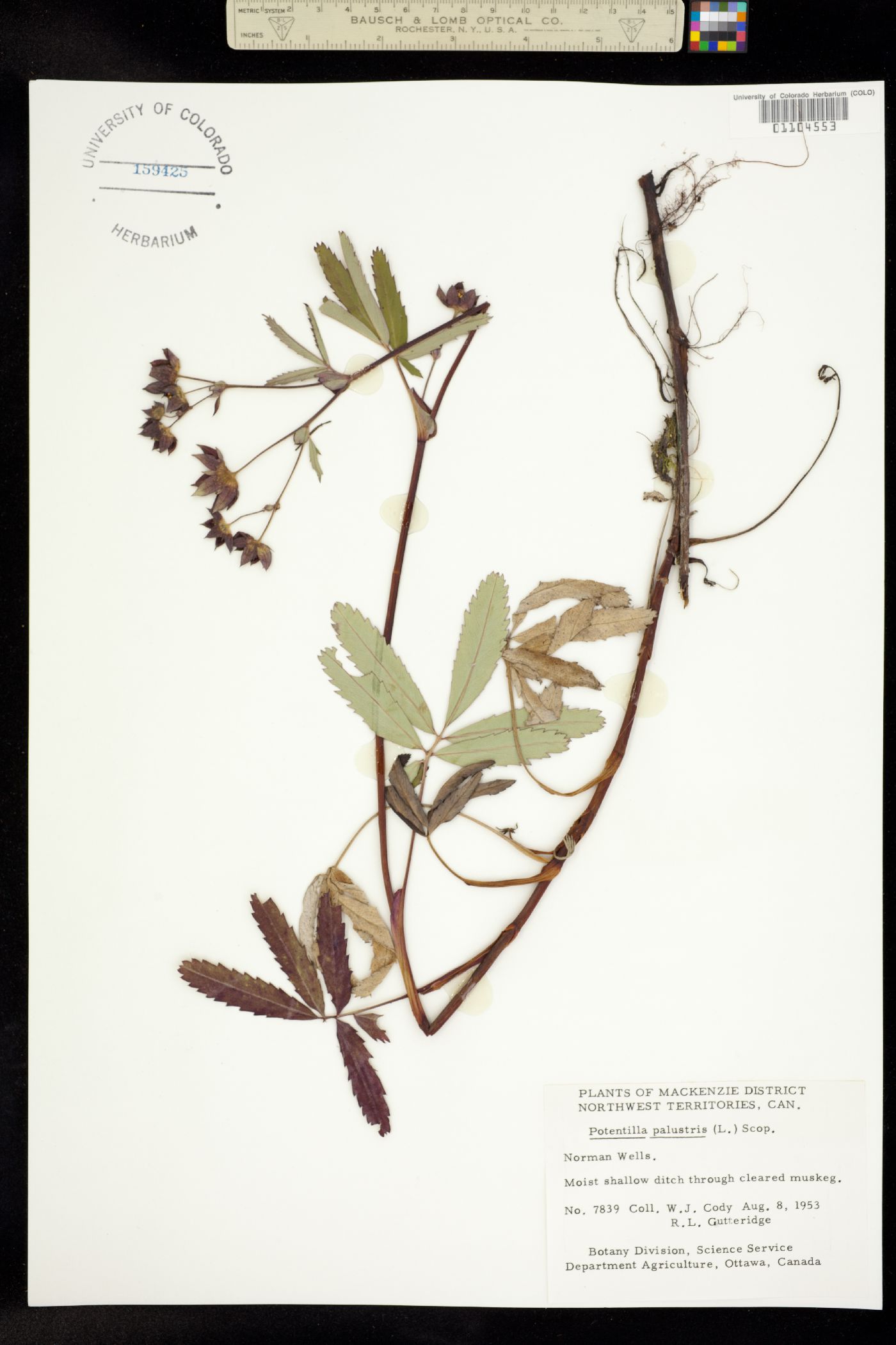 Comarum palustre image