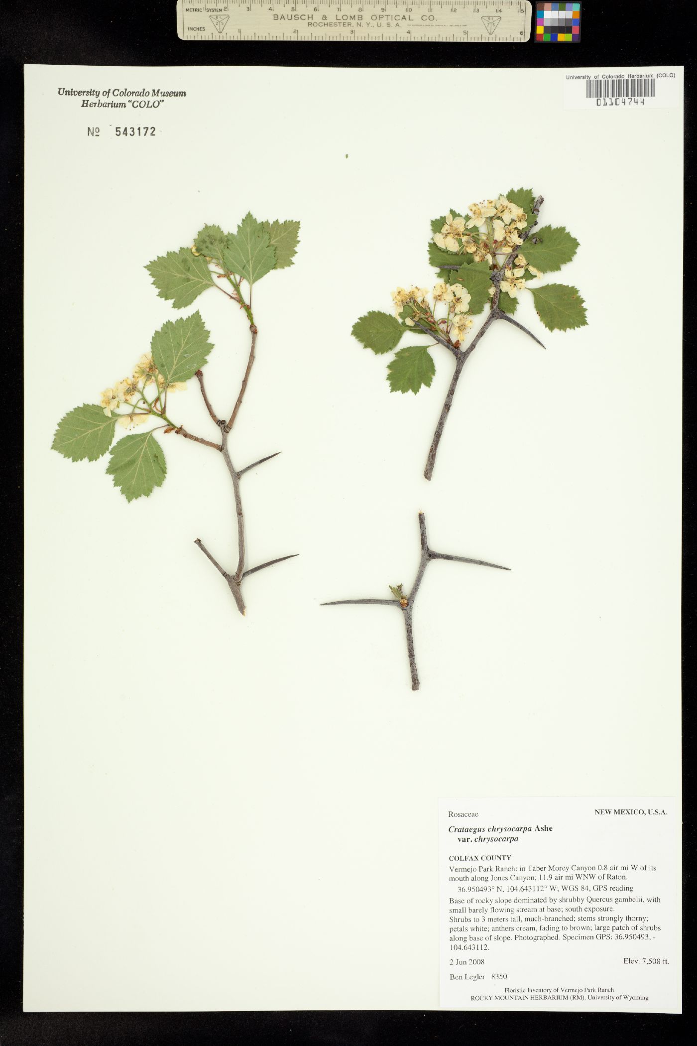 Crataegus chrysocarpa image