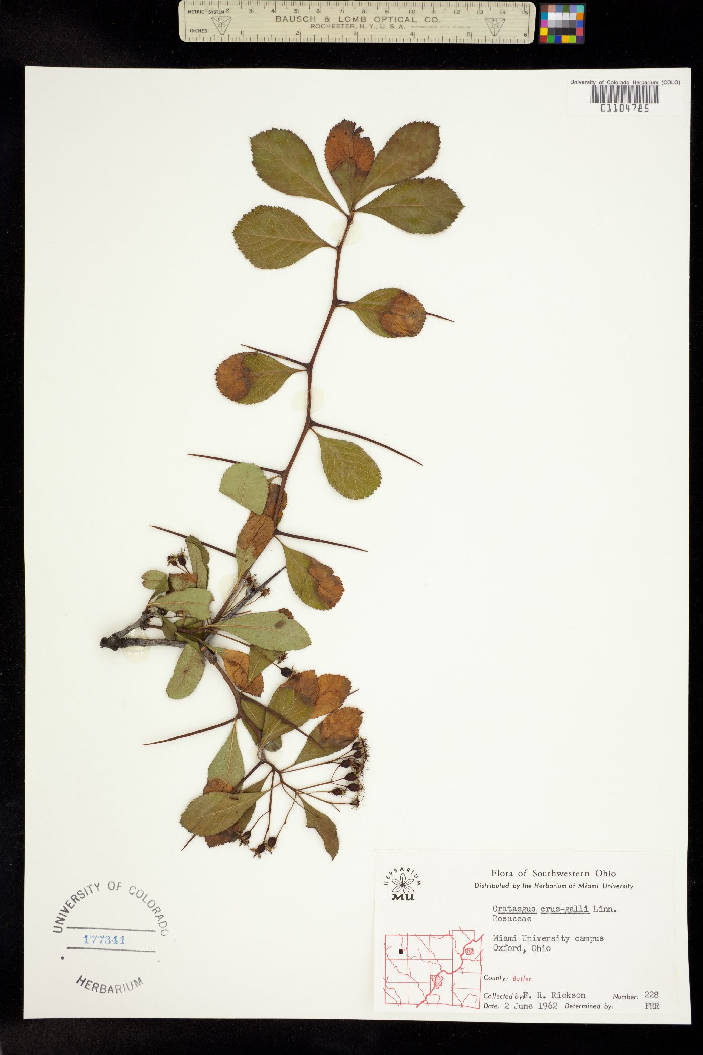 Crataegus crus-galli image