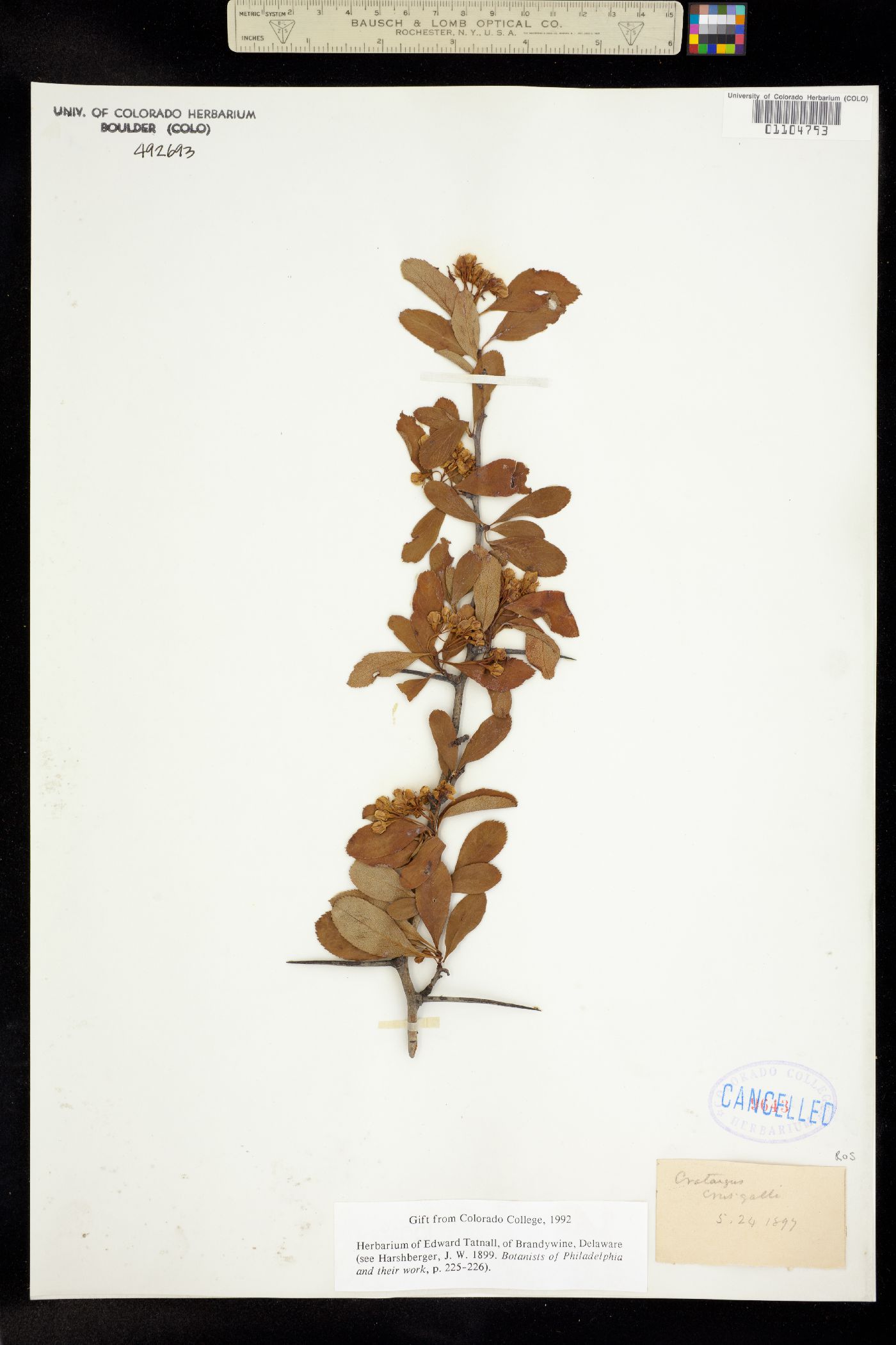 Crataegus crus-galli image