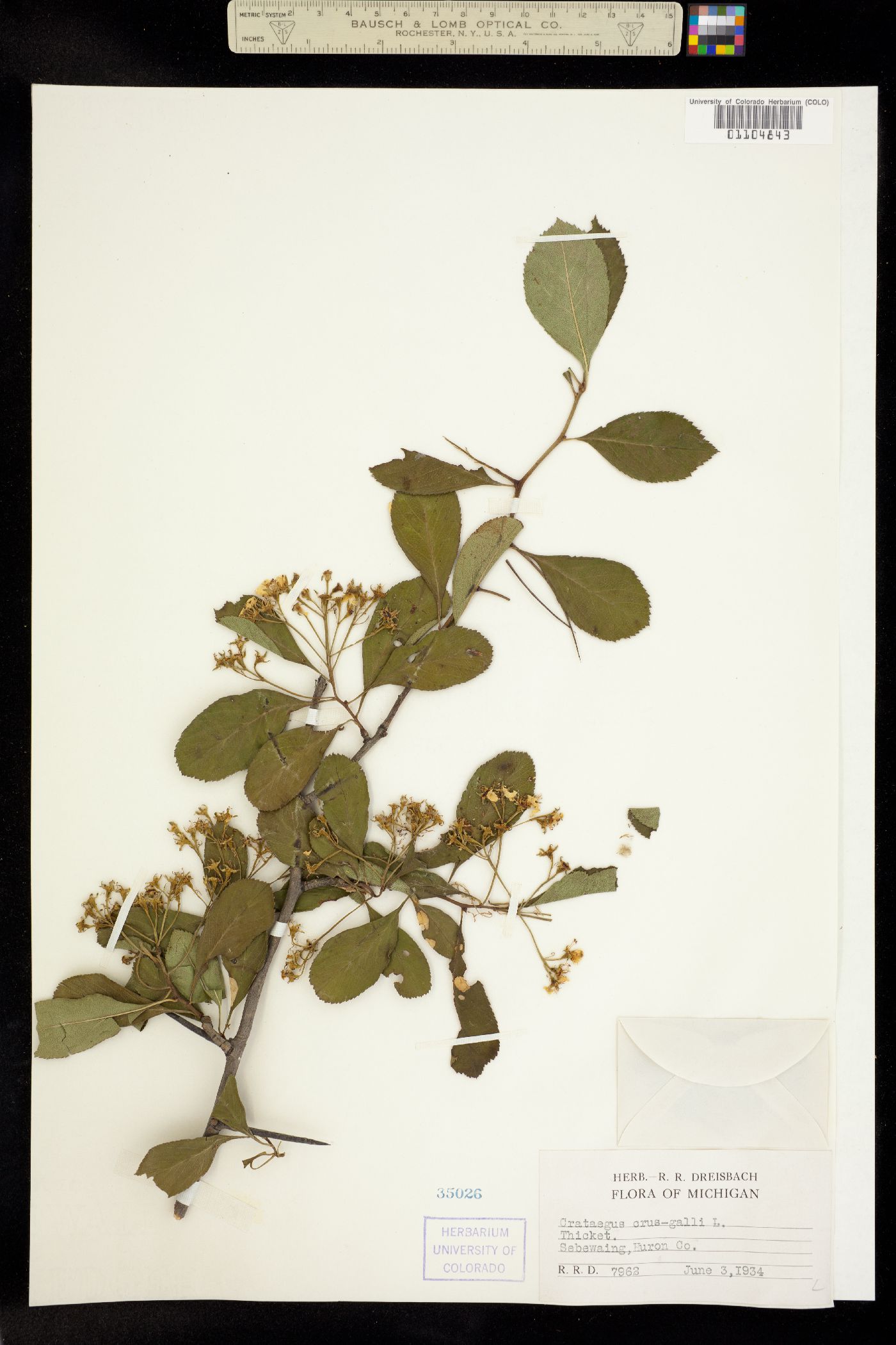 Crataegus crus-galli image