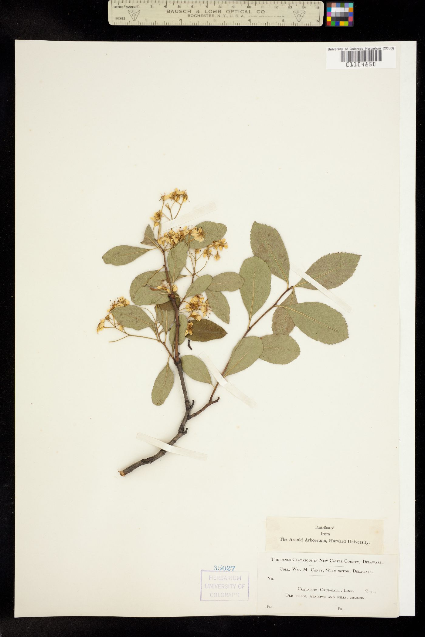 Crataegus crus-galli image