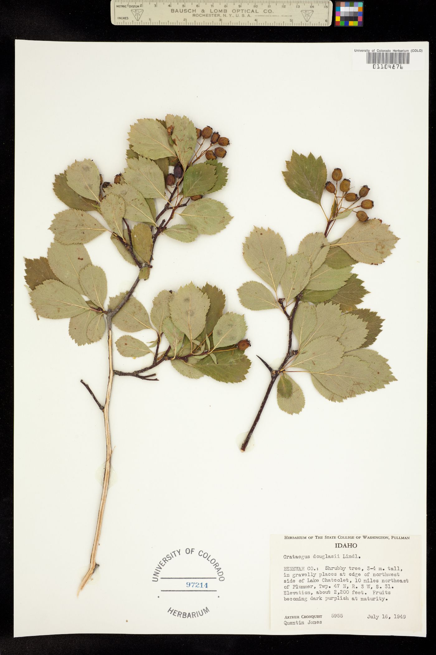 Crataegus douglasii image