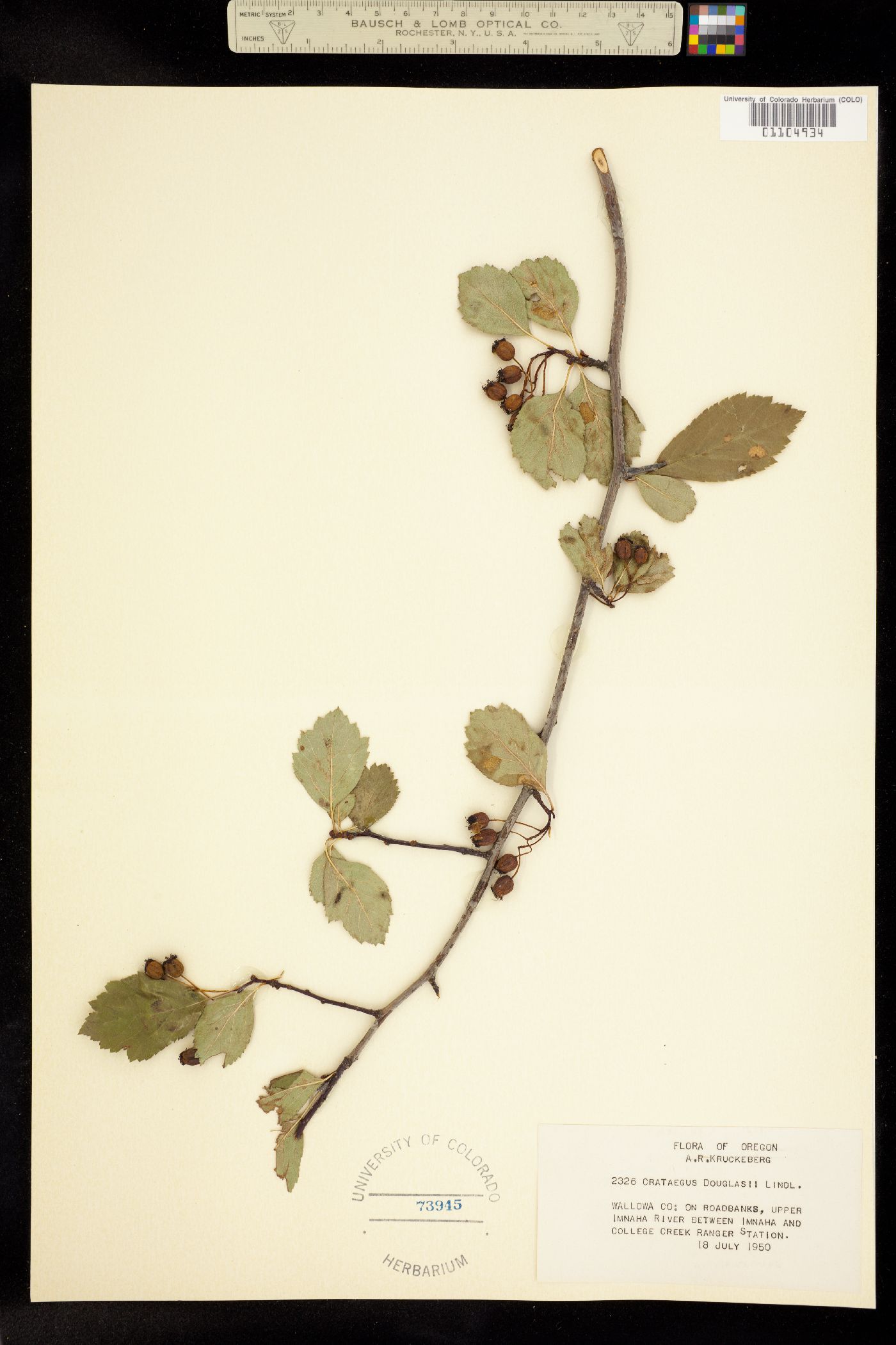 Crataegus douglasii image