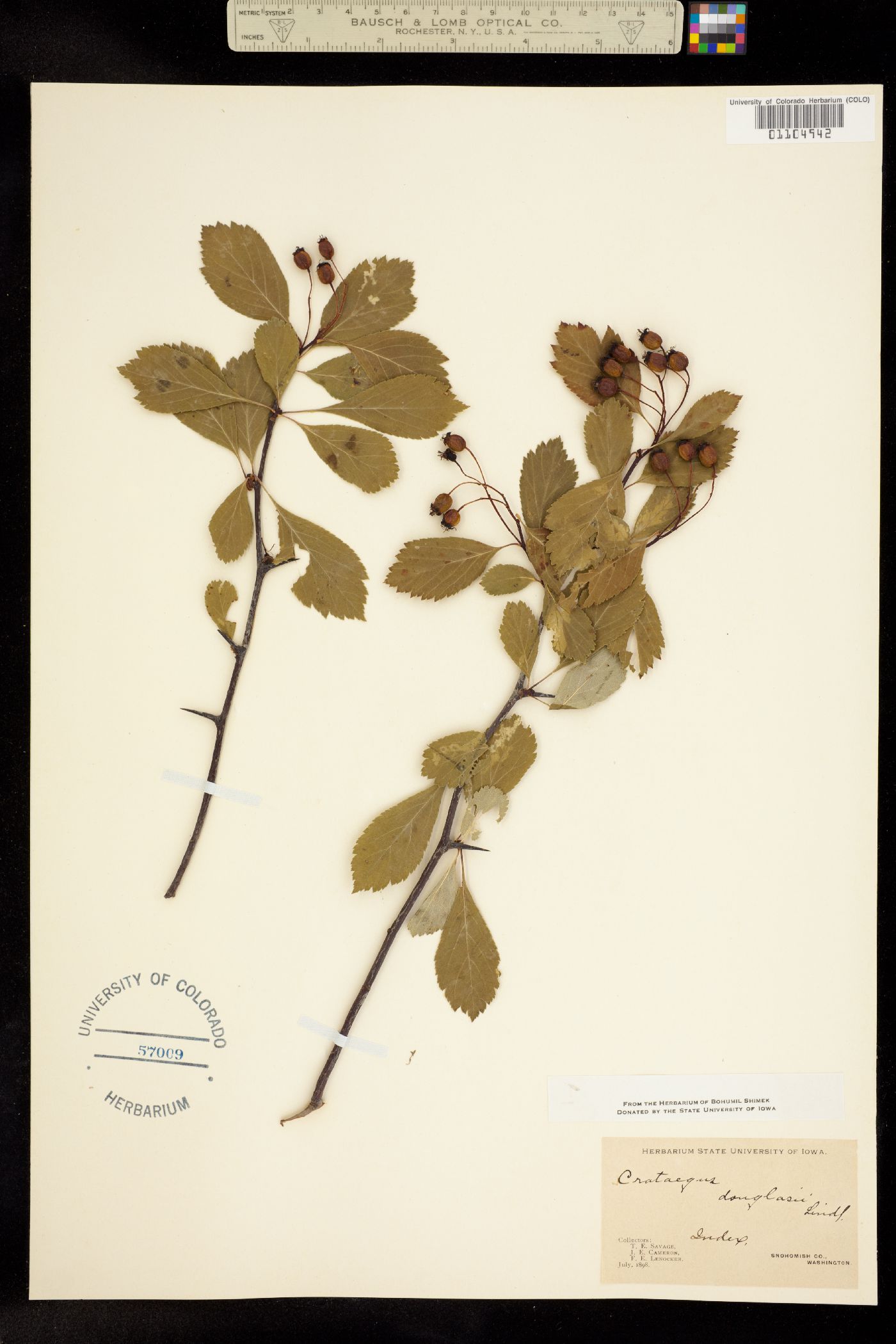 Crataegus douglasii image