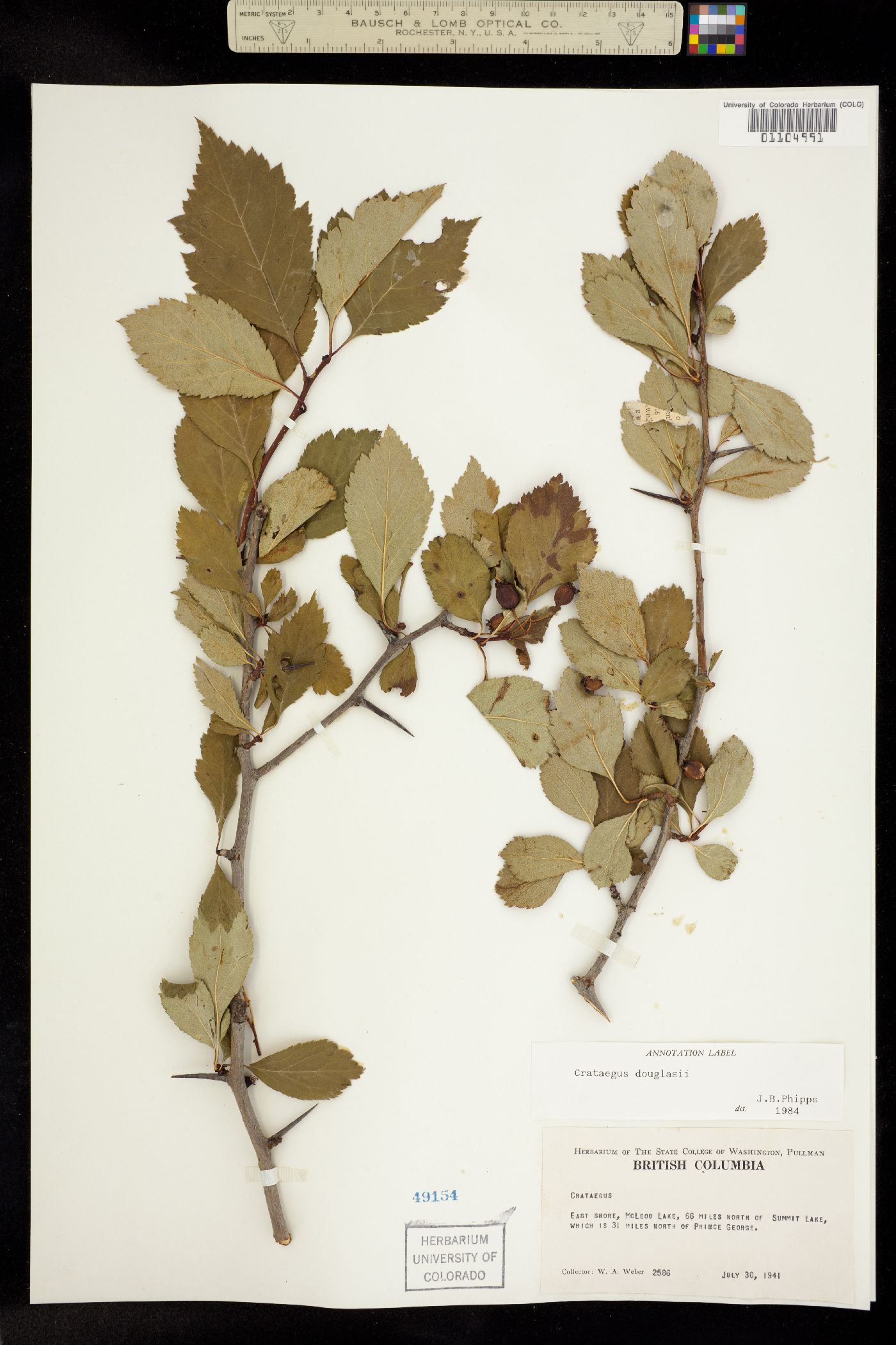 Crataegus douglasii image