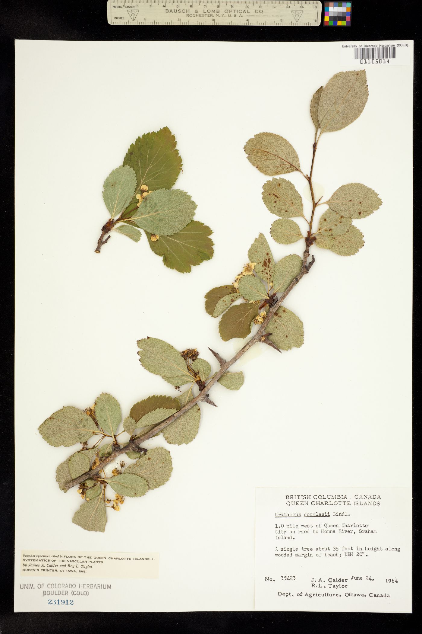 Crataegus douglasii image
